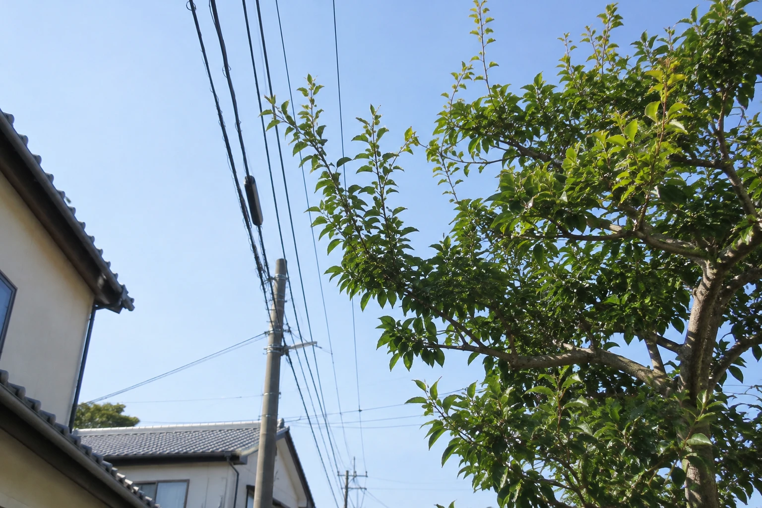 電線や道路に近い枝は離れた場所から伝えるに関連する庭の細部