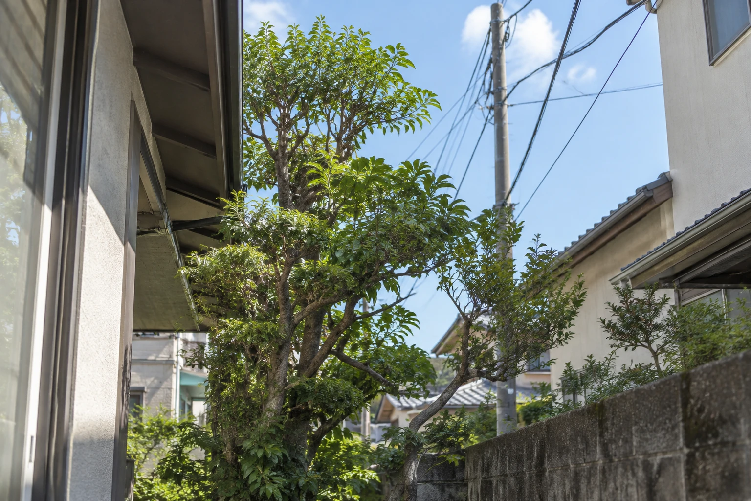 電線・建物・道路との位置と搬出経路が見積もりに関わるに関連する庭の細部