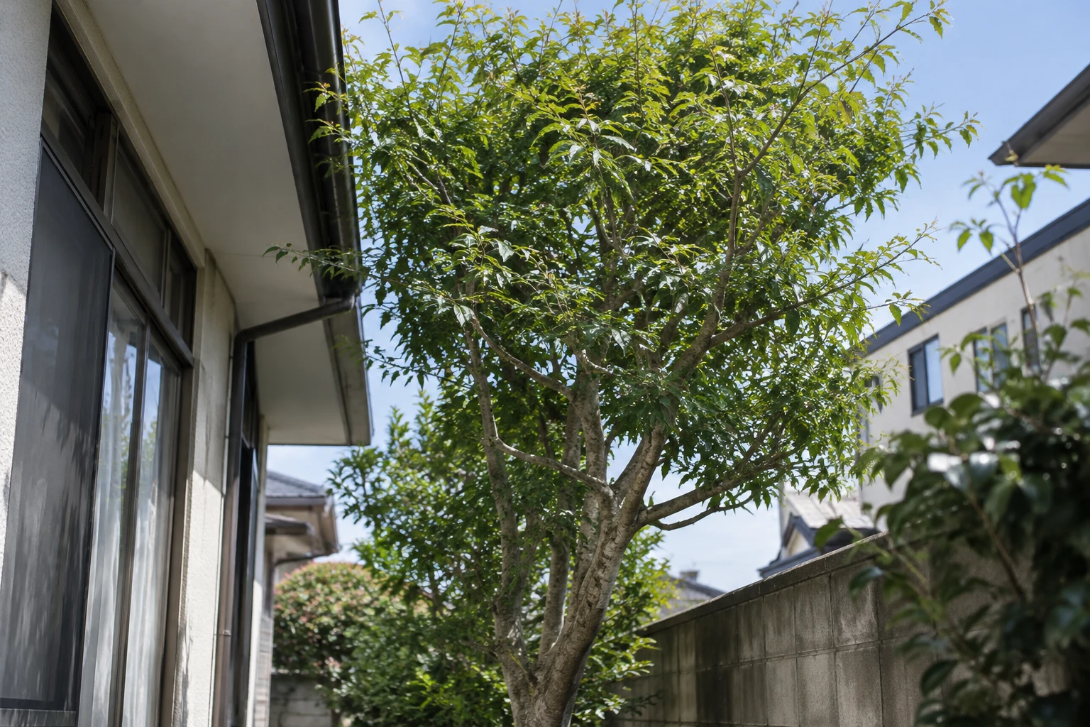木の高さと周囲の条件を見積もりで確認するに関連する庭の細部