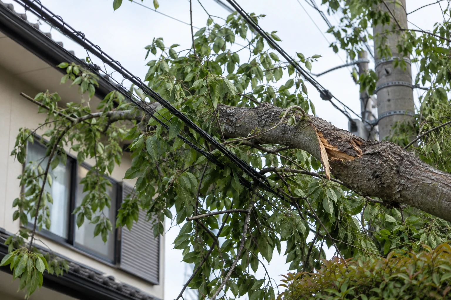 電線に触れた木や折れた枝を、自分で動かさないに関連する庭の細部