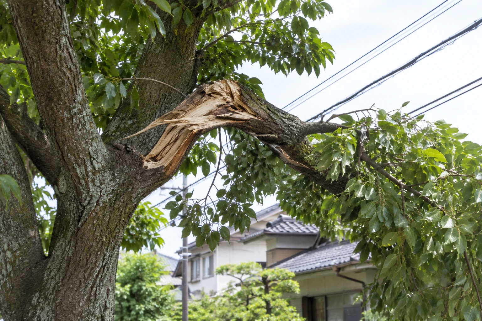 折れ枝・幹の亀裂・電線への接触が見えたら確認をやめるに関連する庭の細部