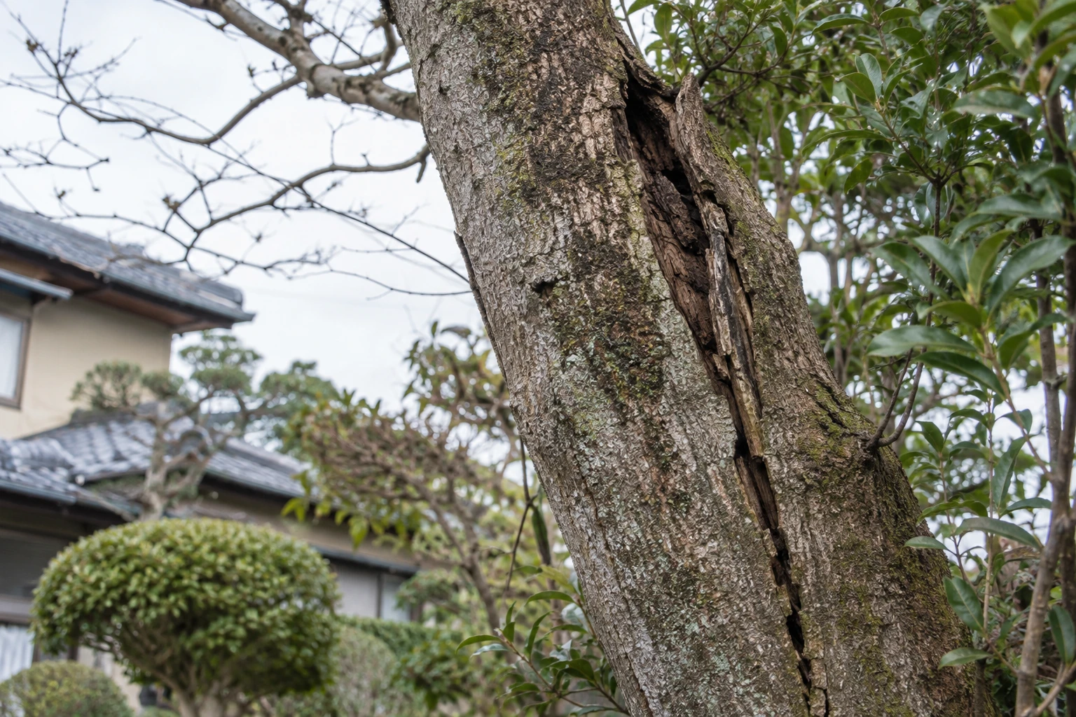 傾きや亀裂が見えても、近づいて確かめないに関連する庭の細部