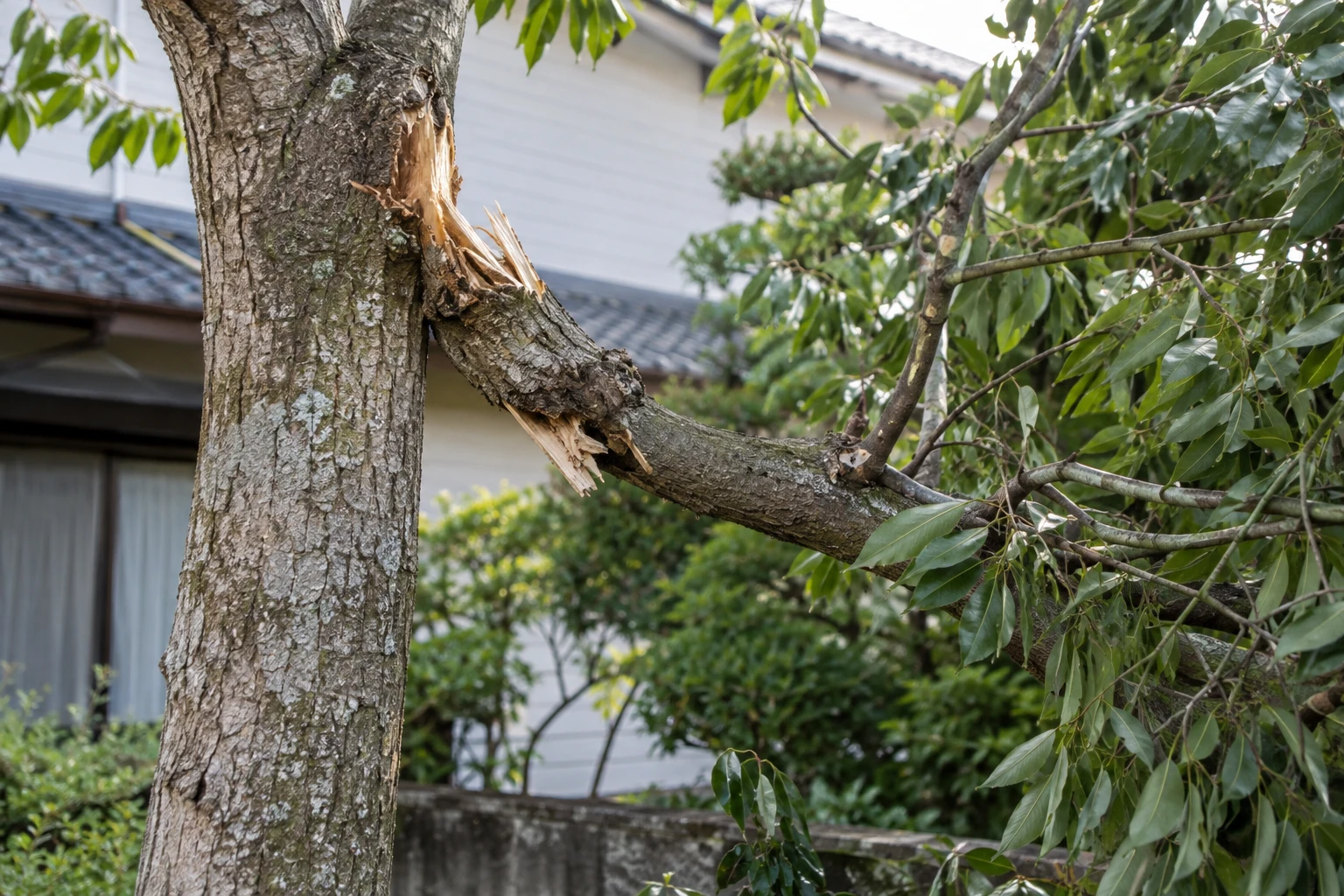 傾きや折れた枝は、見えた範囲だけ伝えるに関連する庭の細部