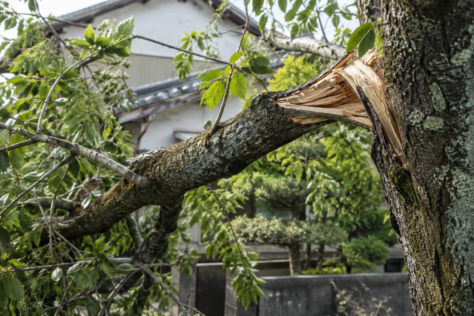 傾きや折れた枝を、近づいて確かめないに関連する庭の細部