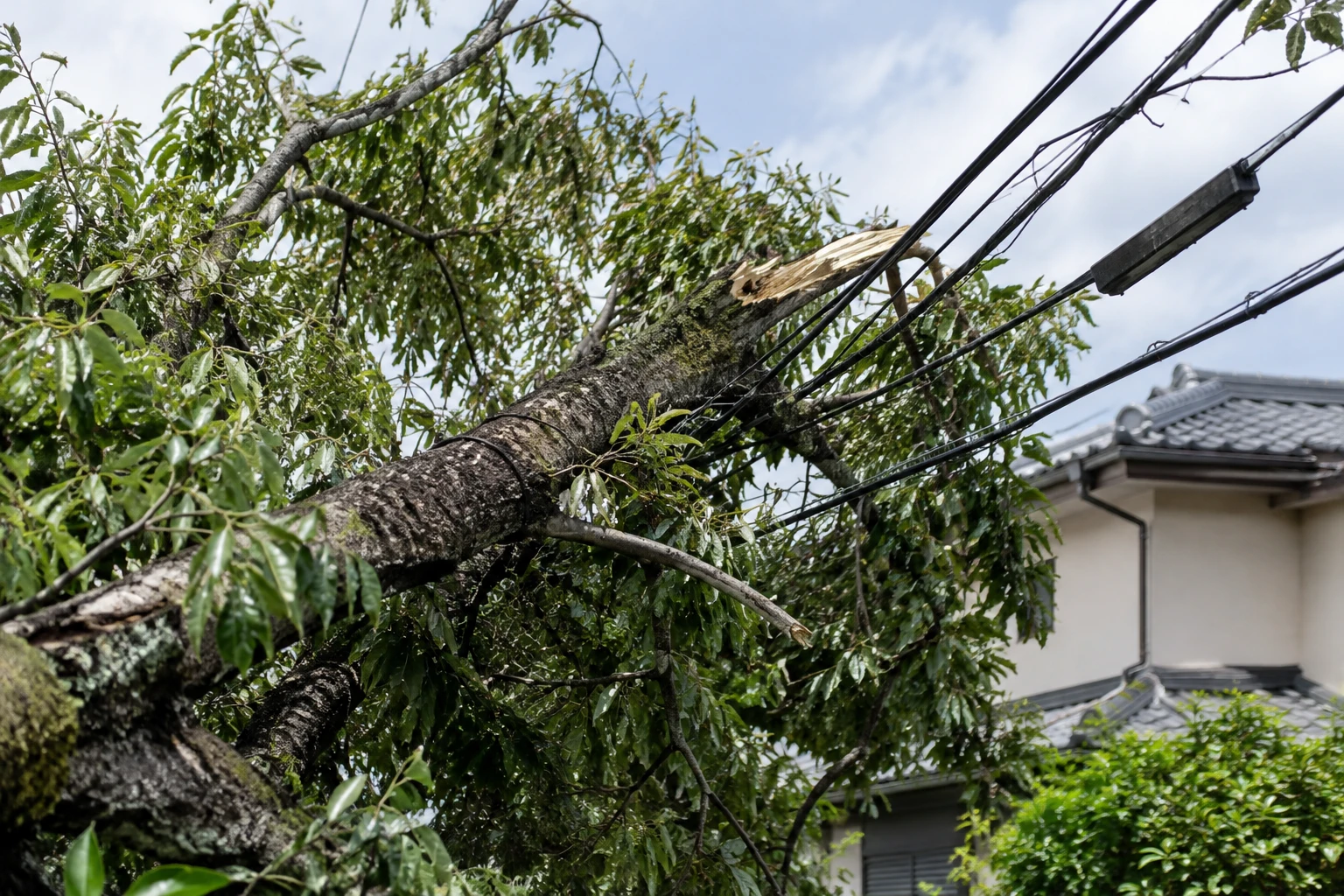 電線に触れた木や垂れ下がった電線には近づかないに関連する庭の細部