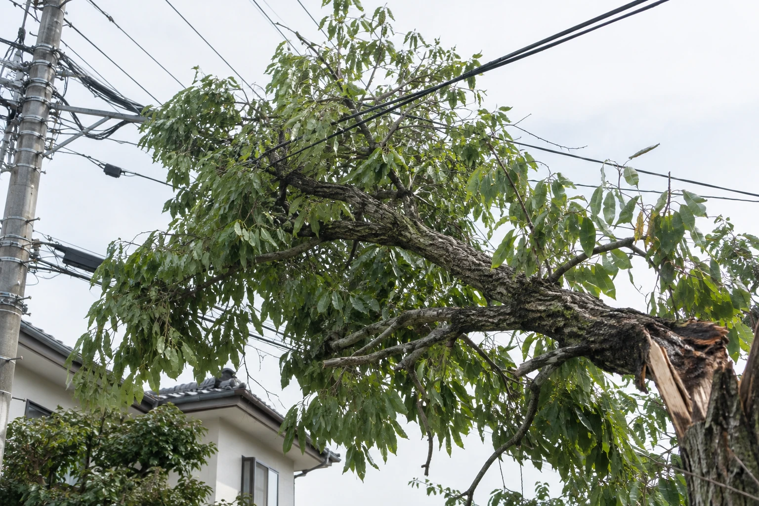 電線への接触や引っ掛かった枝は触らないに関連する庭の細部