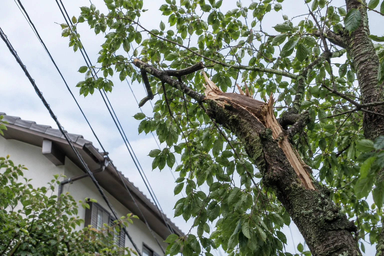 傾いた木・折れかけた枝・電線には近づかないに関連する庭の細部