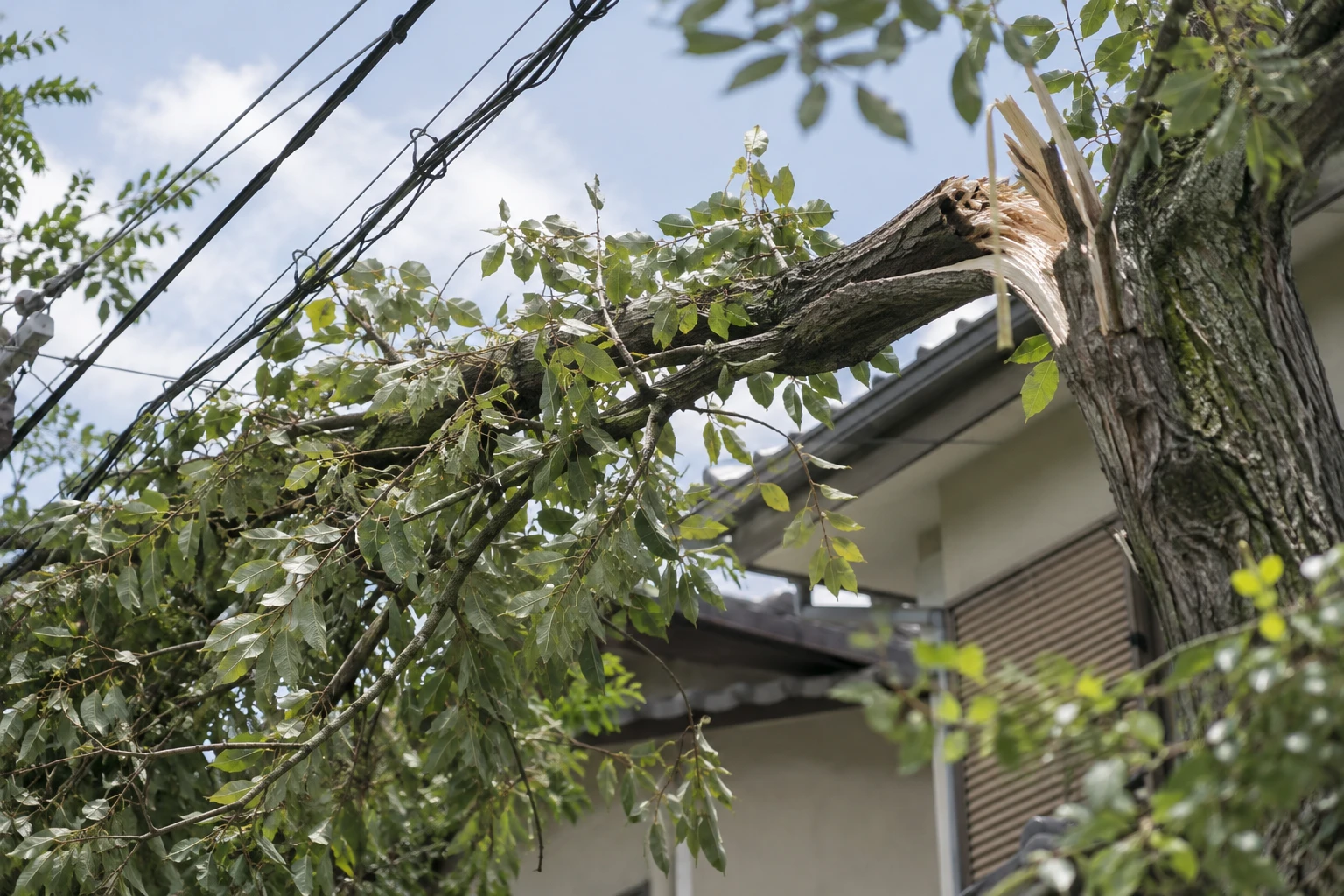 電線に触れた木や折れた枝を自分で動かさないに関連する庭の細部