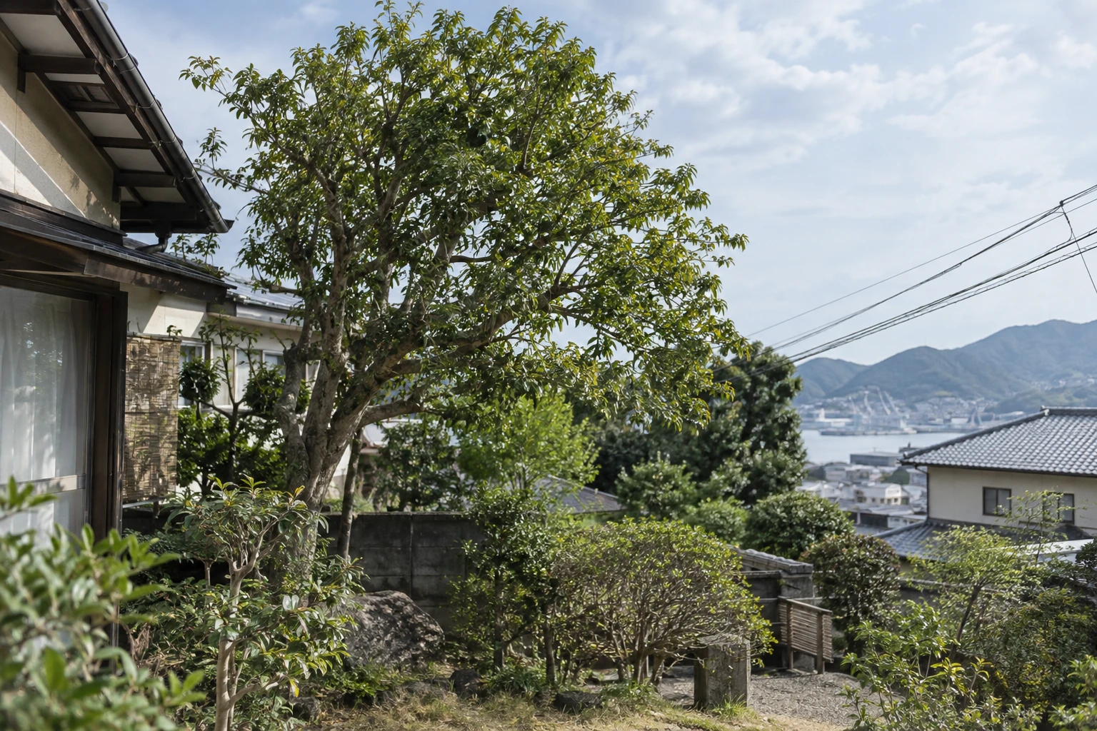 呉市で台風前の庭木剪定を予約するにはに関連する庭の風景