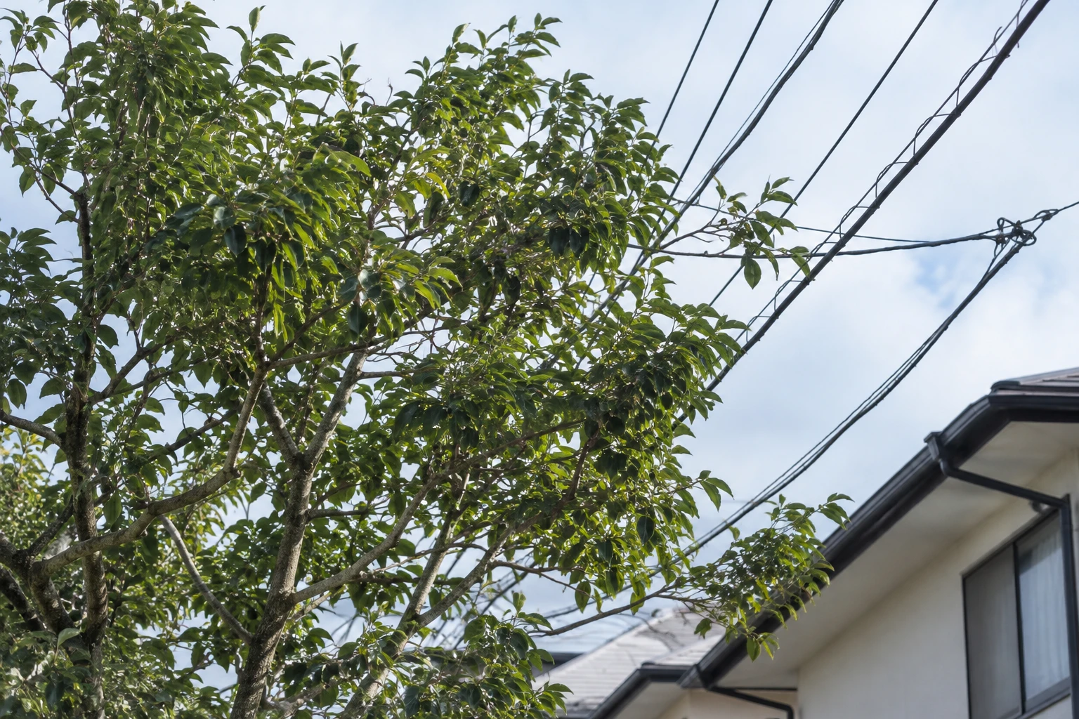 電線に触れた木や垂れ下がった電線には近づかないに関連する庭の細部