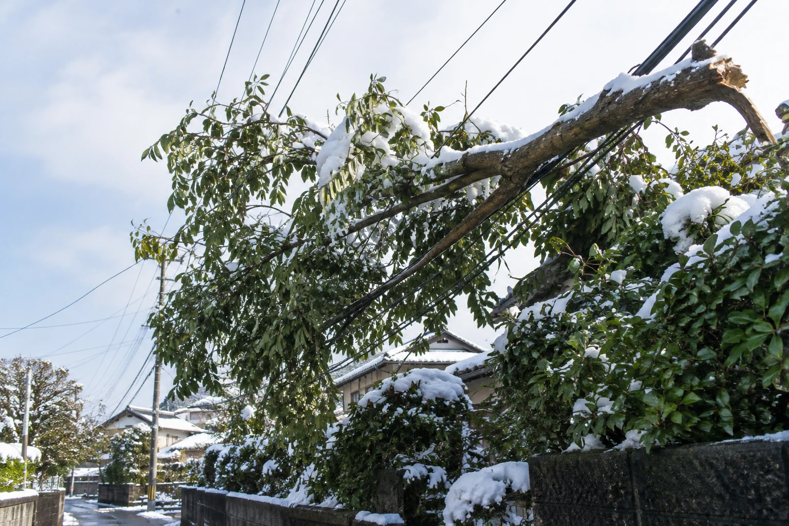 電線への接触や道路の支障があれば触らないに関連する庭の細部