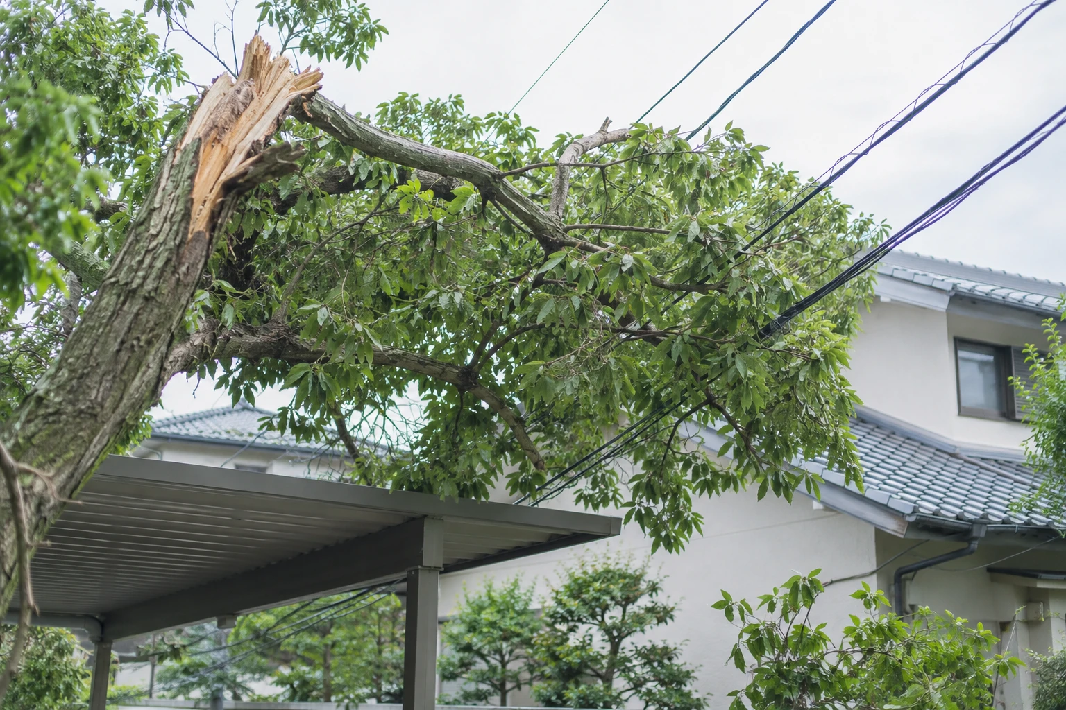 傾き・折れ・垂れ下がった電線が見える場所には立ち入らないに関連する庭の細部