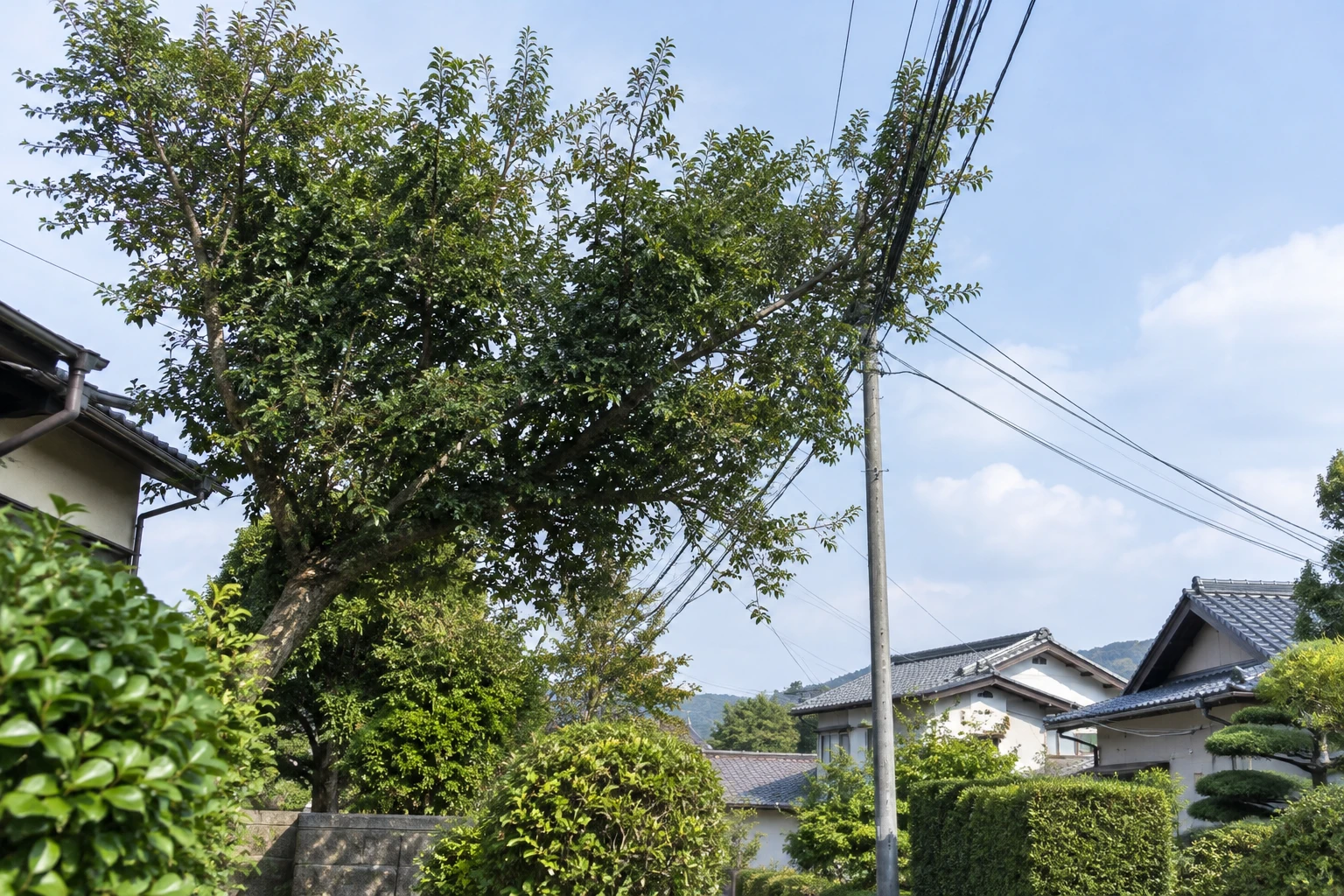 下関市で木が電線にかかったらに関連する庭の風景