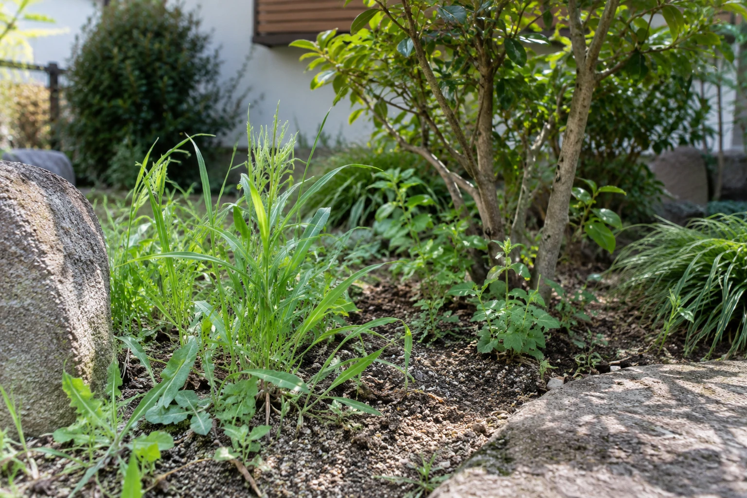 草を取る場所と残す植物を分けて伝えるに関連する庭の細部