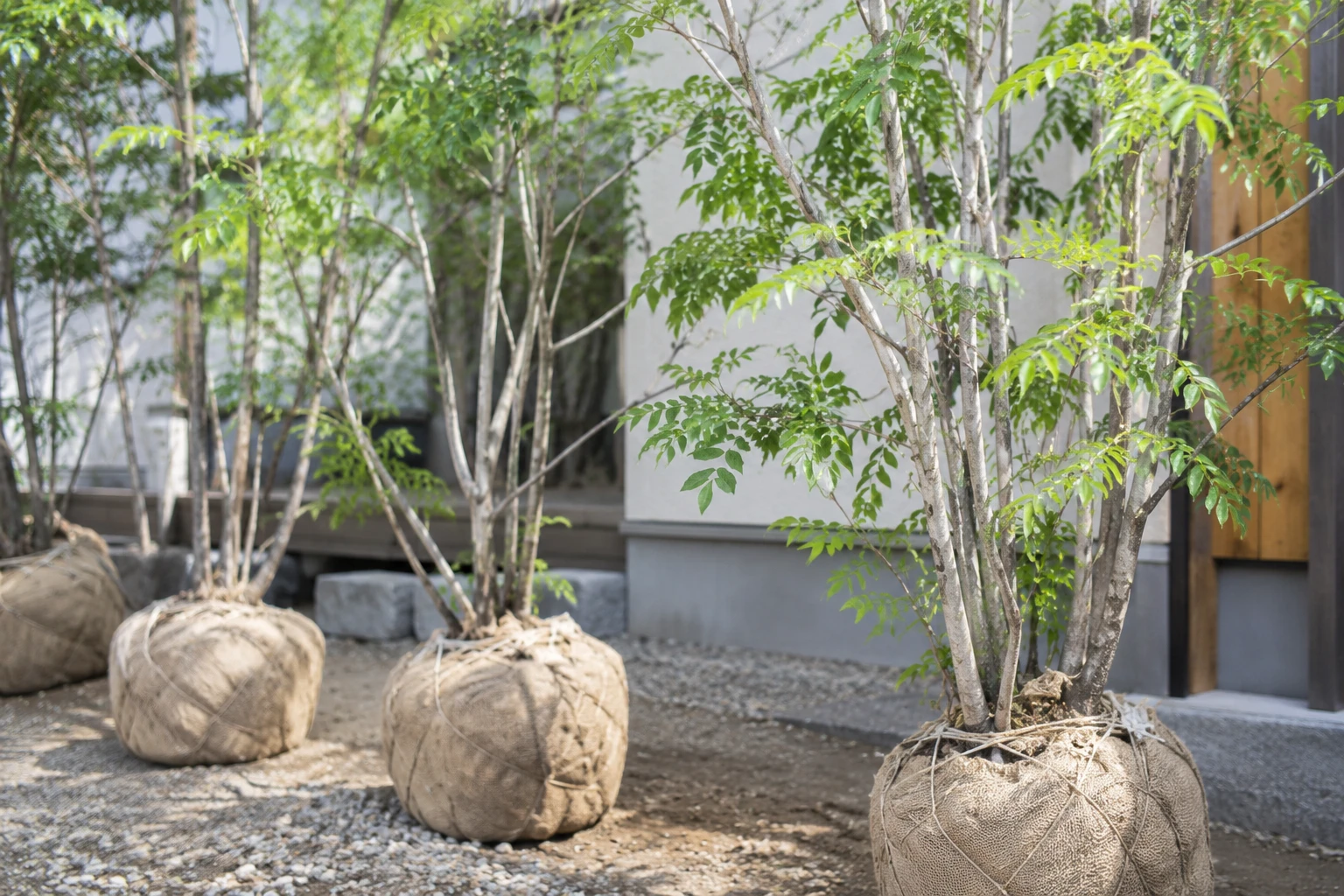 木の大きさに加え、樹形や産地でも価格が変わりますに関連する庭の細部