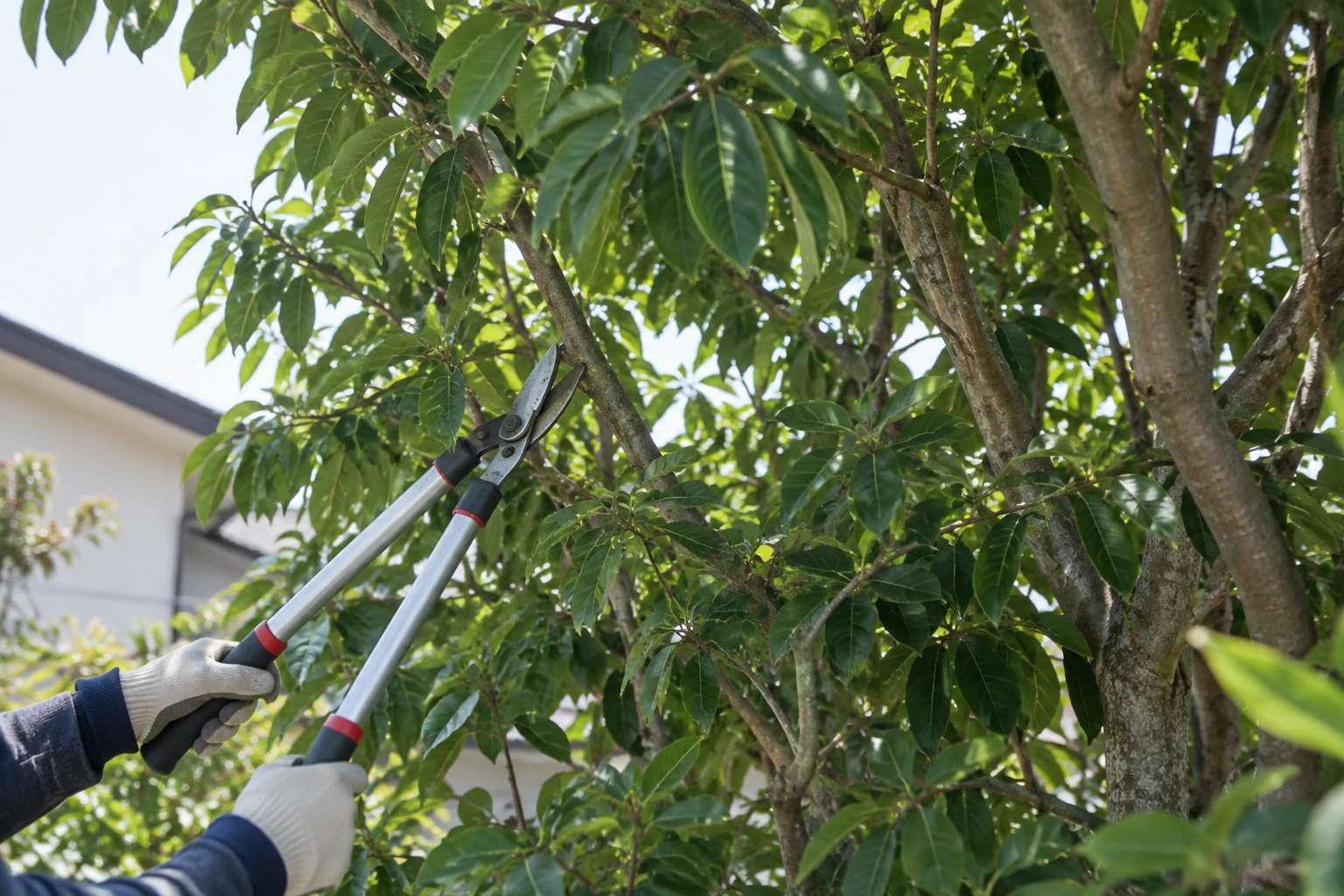 アラカシは大きく育つ常緑高木で、樹種が不明でも状況を伝えられるに関連する庭の細部