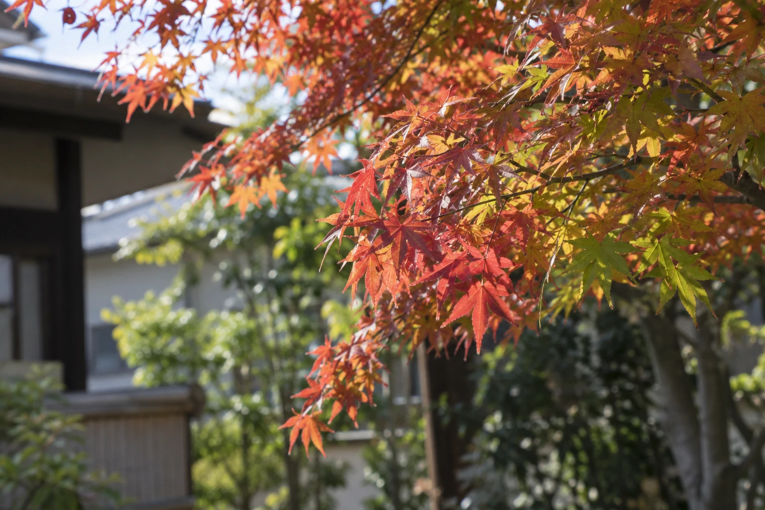 葉は手のひら状に分かれ、秋に紅葉するに関連する庭の細部