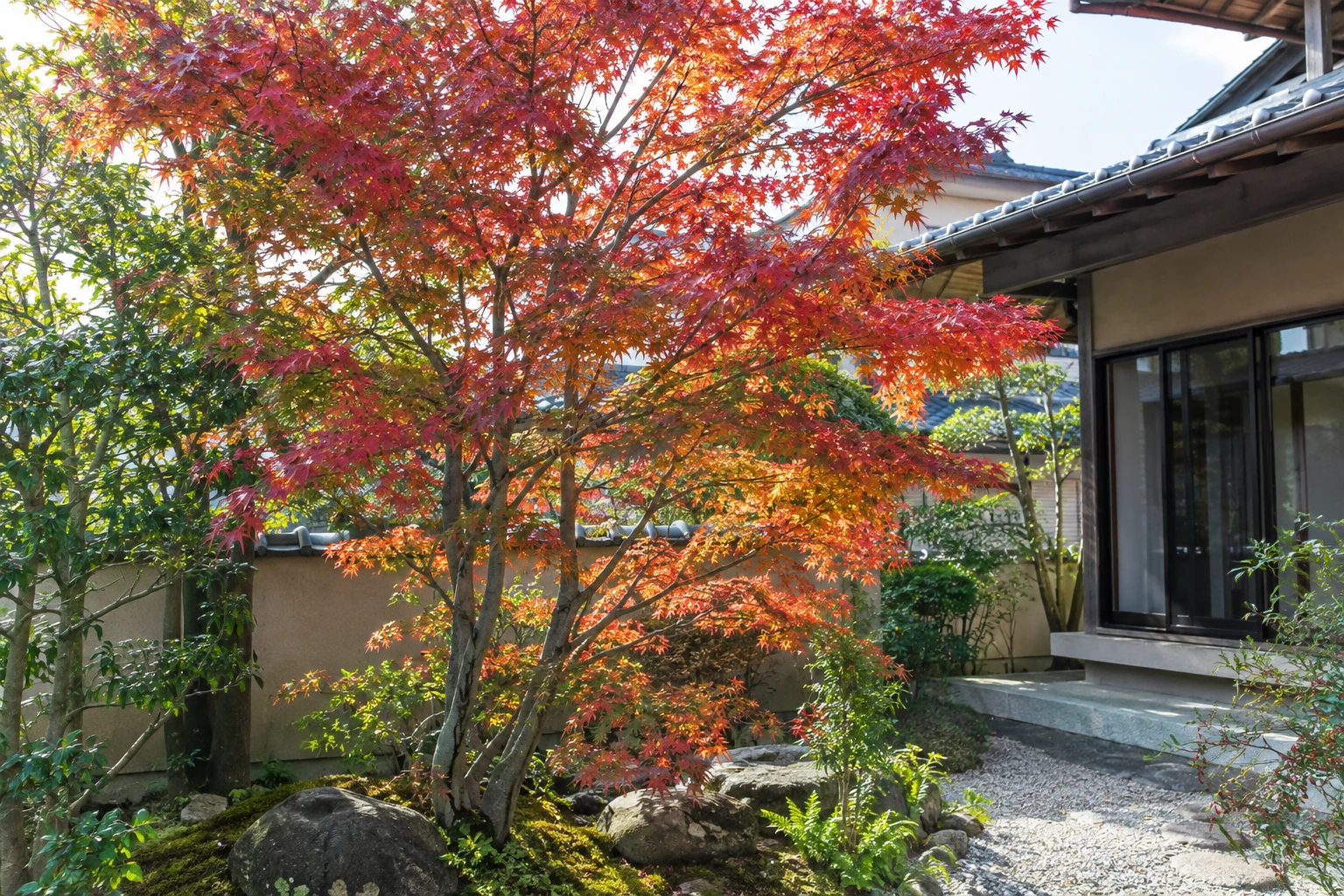 岡山でイロハモミジの剪定を頼む前にに関連する庭の風景