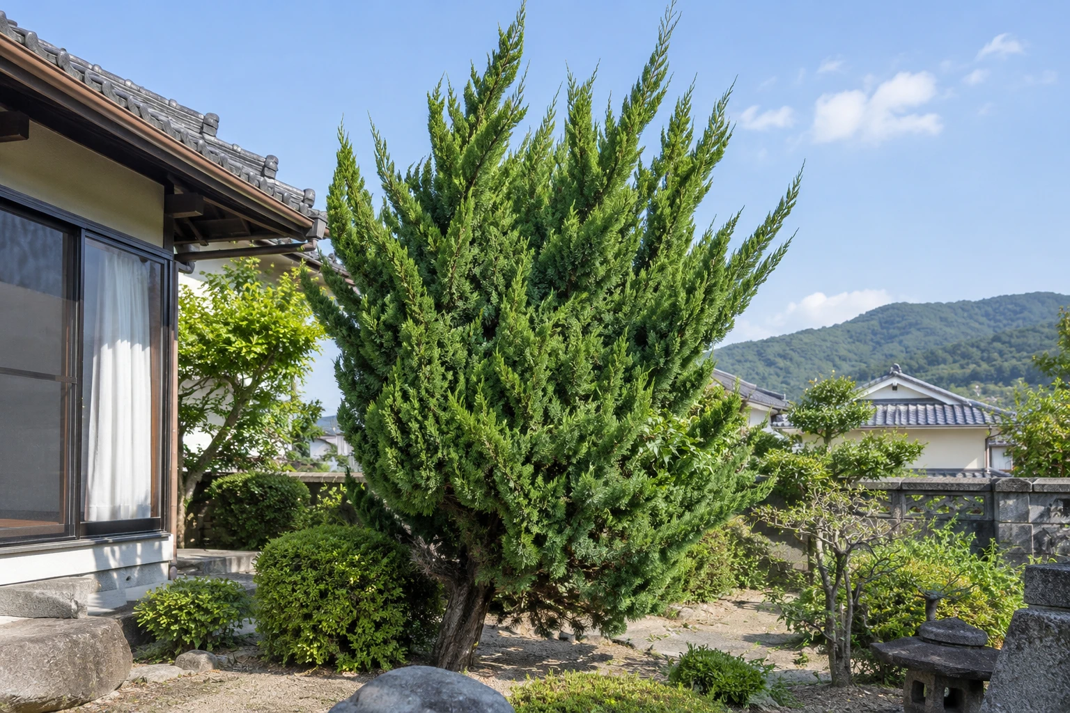 岡山でカイヅカイブキの伐採を考えたらに関連する庭の風景