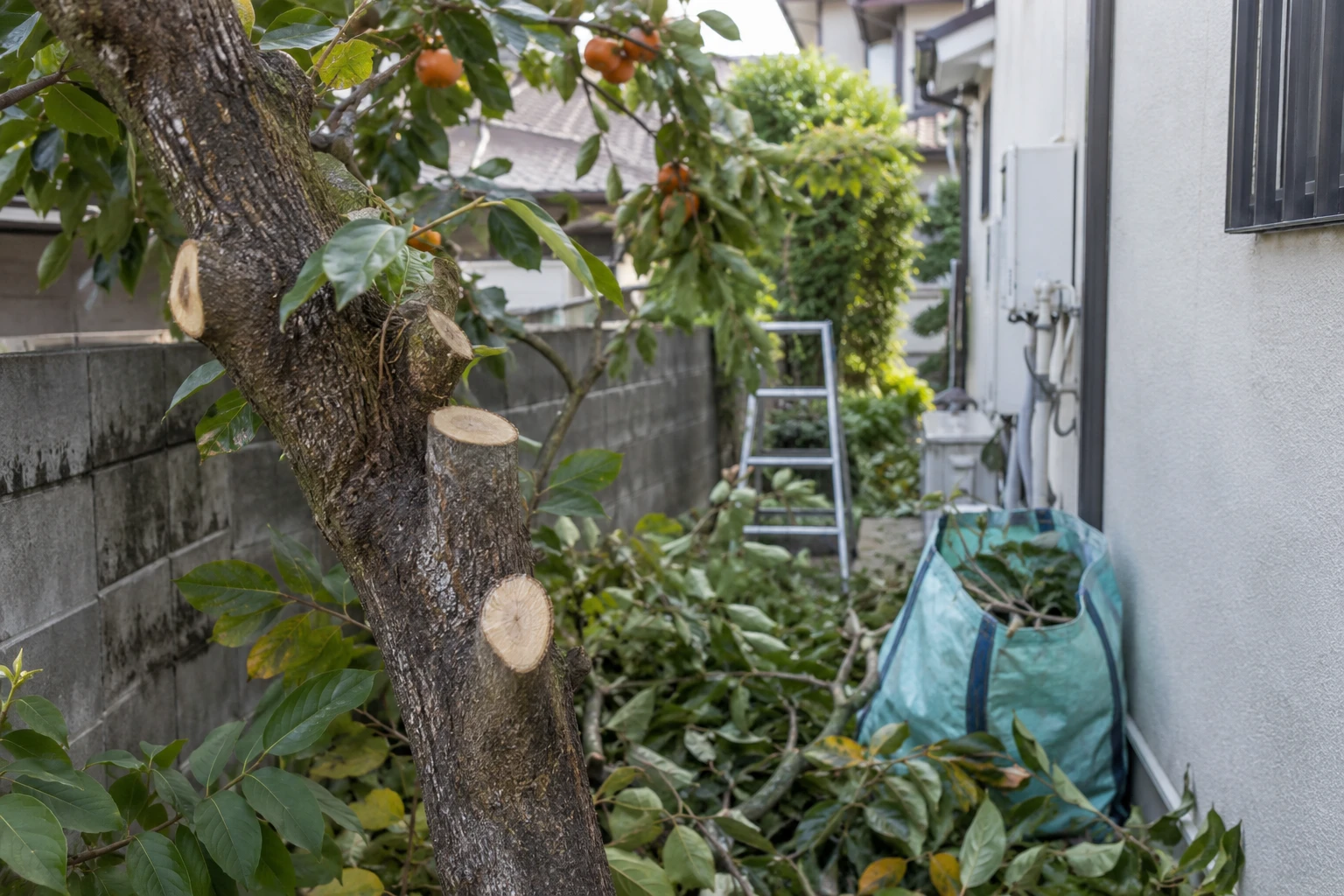 幹の太さと周囲の状況、搬出経路も費用を左右するに関連する庭の細部