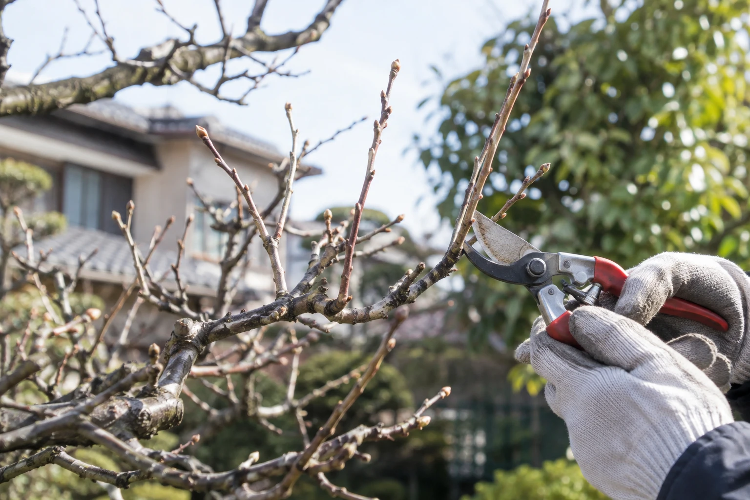 実を残したいなら、前年に伸びた枝の先を一律に切らないに関連する庭の細部