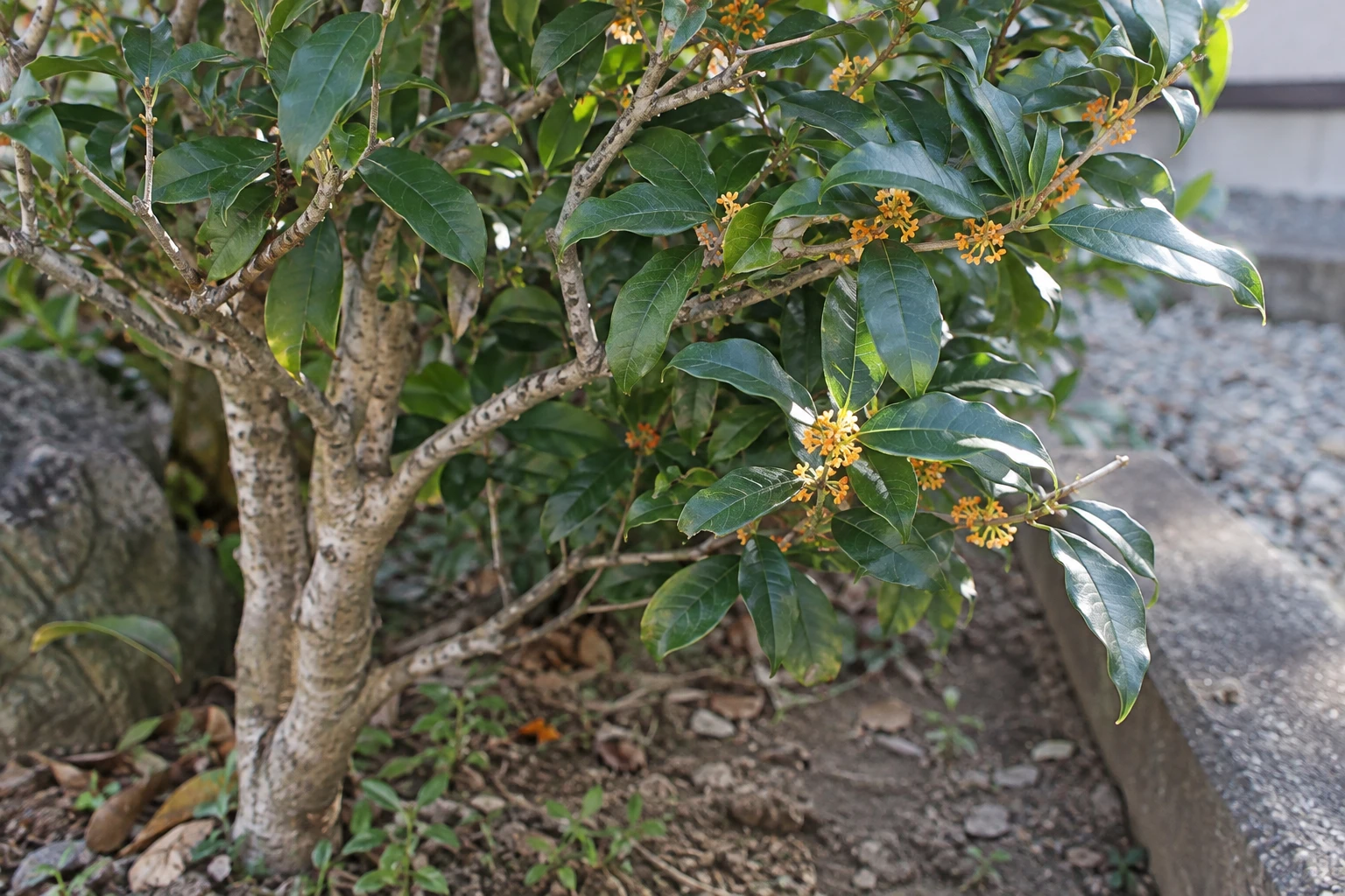 葉と花を手掛かりに、枝・幹元・周囲を確認するに関連する庭の細部
