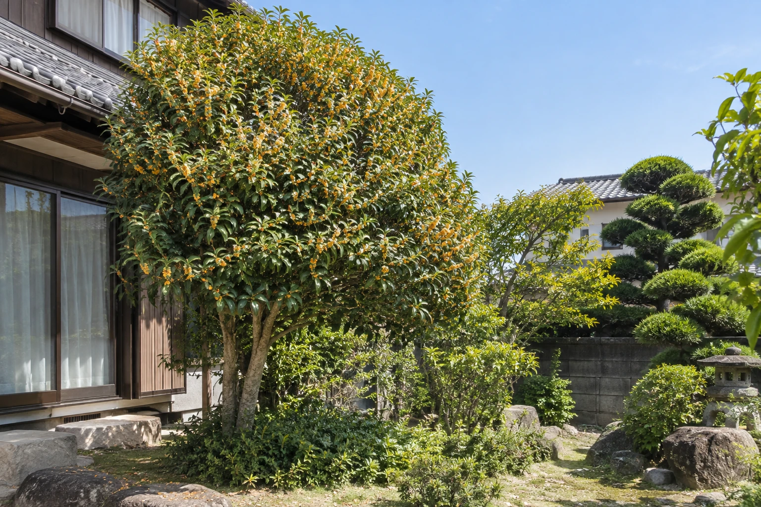 岡山でキンモクセイの剪定を業者に頼むならに関連する庭の風景