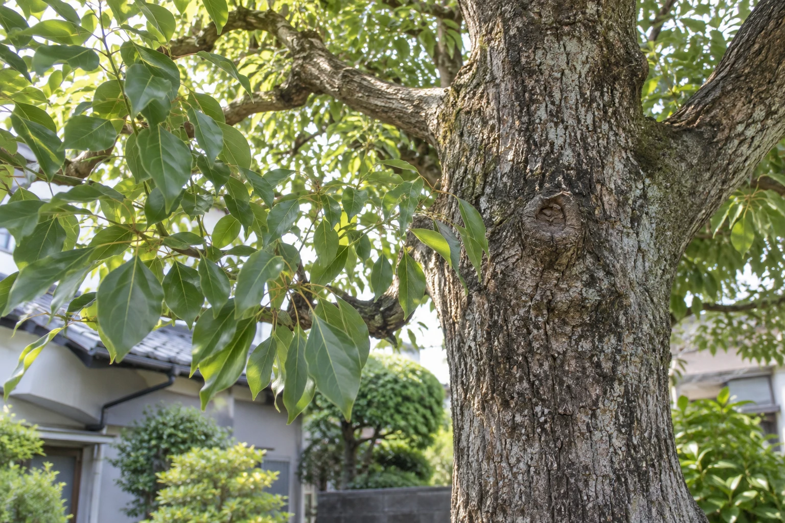 葉・樹皮を手掛かりに、枝・幹・根元は地上から確認するに関連する庭の細部