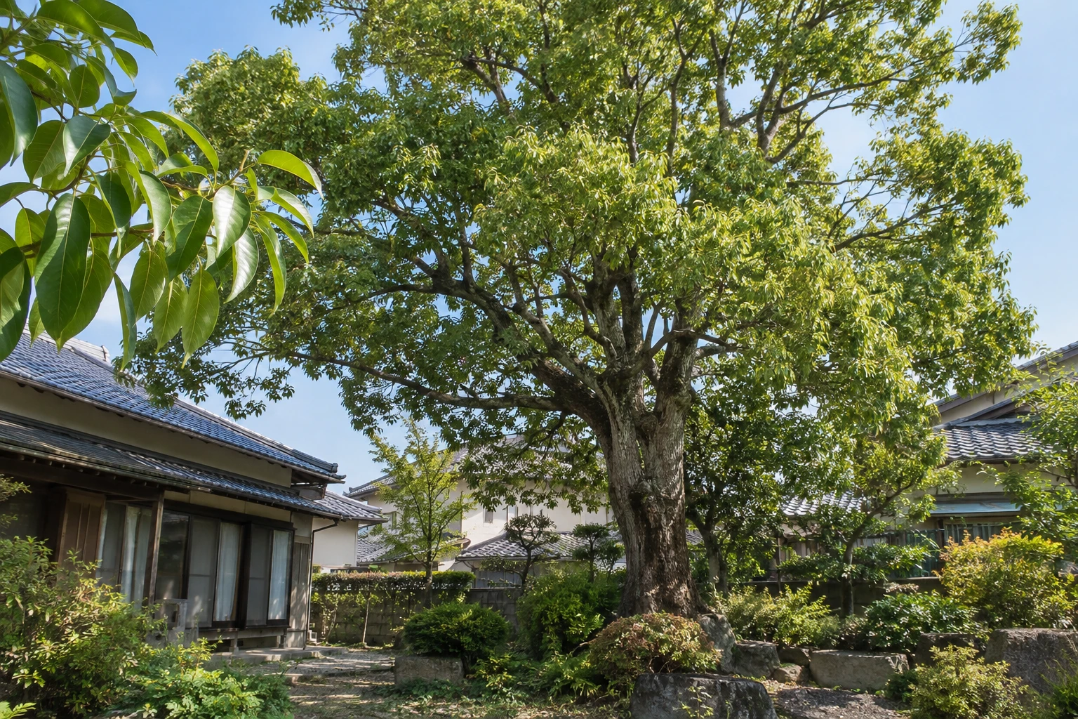 出雲市で茂りすぎたクスノキを剪定するなら枝の状態と周囲への支障を確認するに関連する庭の風景