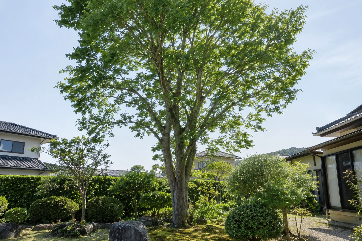 岡山でケヤキの伐採を頼むにはに関連する庭の風景