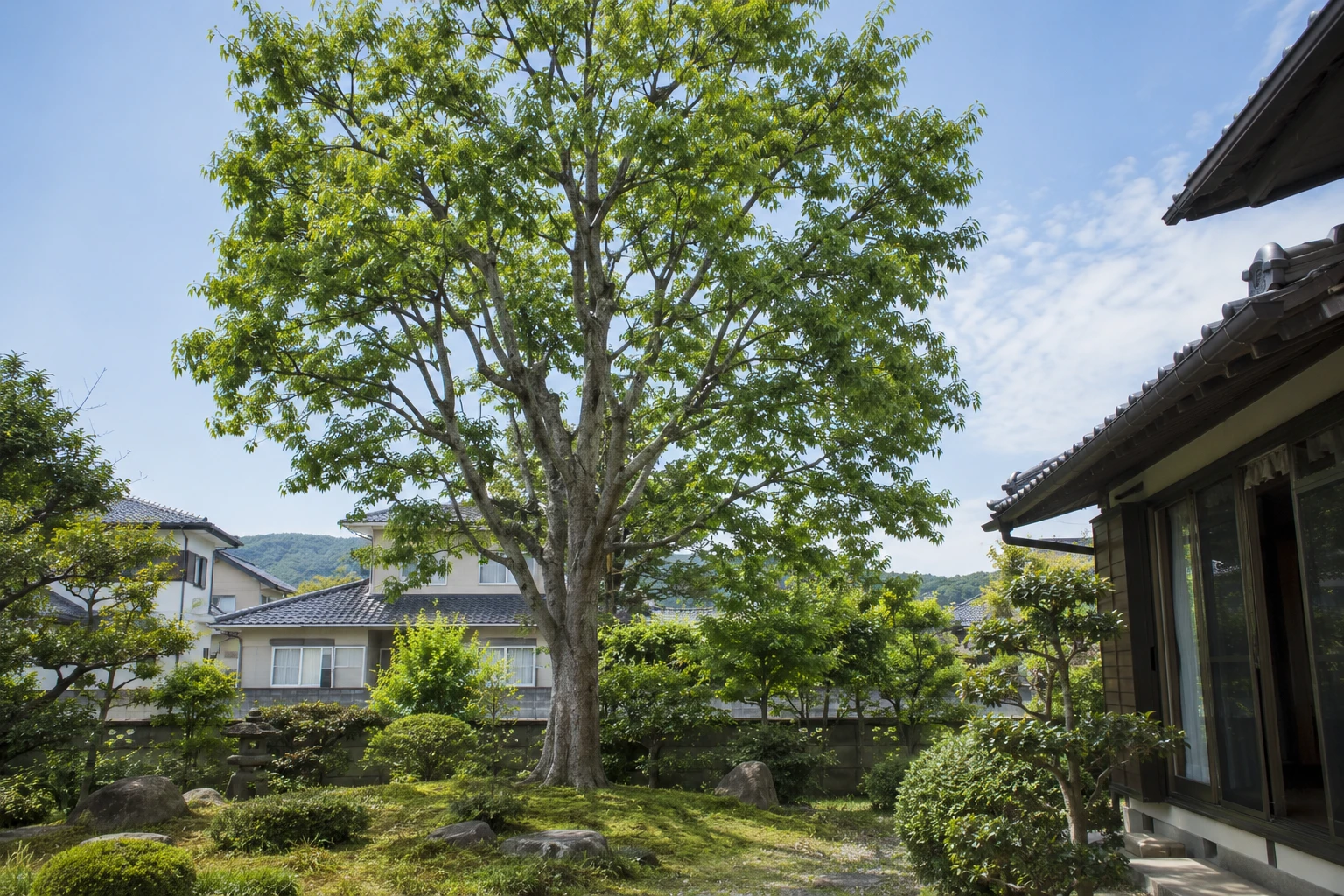 岡山でケヤキの剪定を業者に頼むならに関連する庭の風景