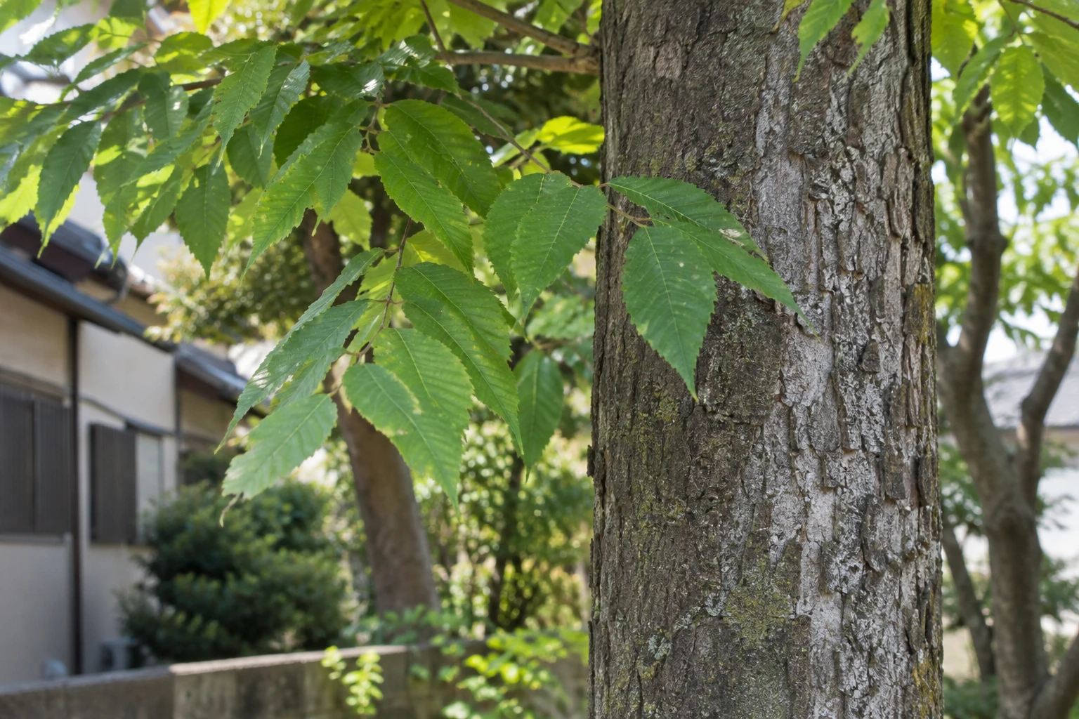 葉・樹皮・樹形でケヤキの手掛かりを確認するに関連する庭の細部