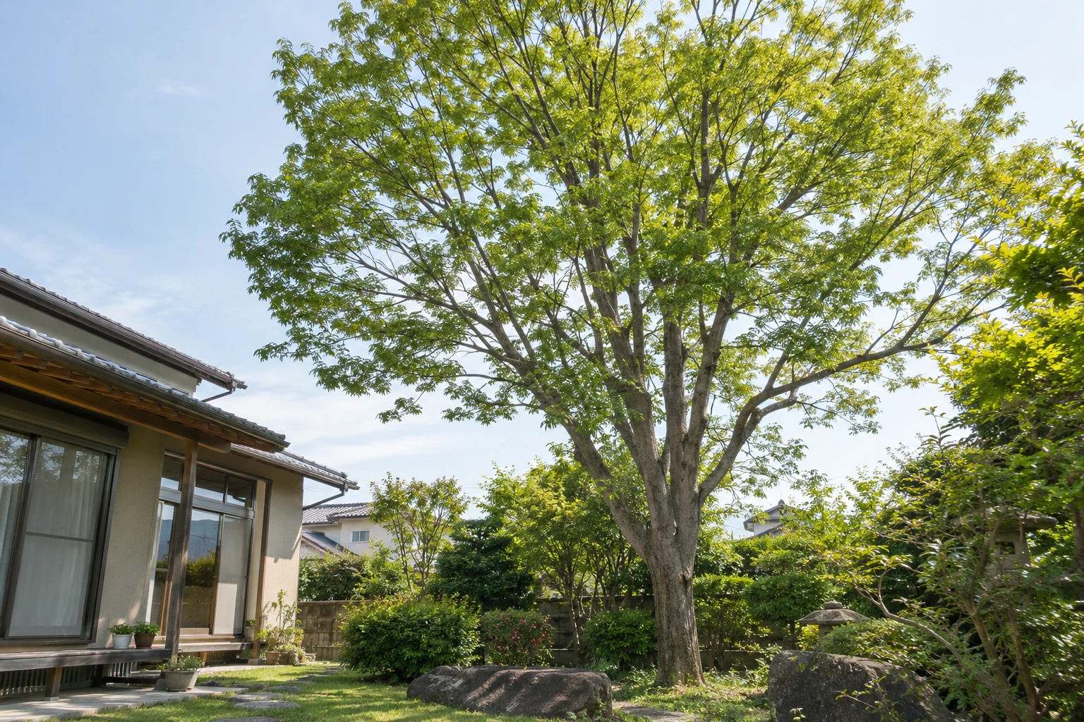 ケヤキの管理が大変になったらに関連する庭の風景