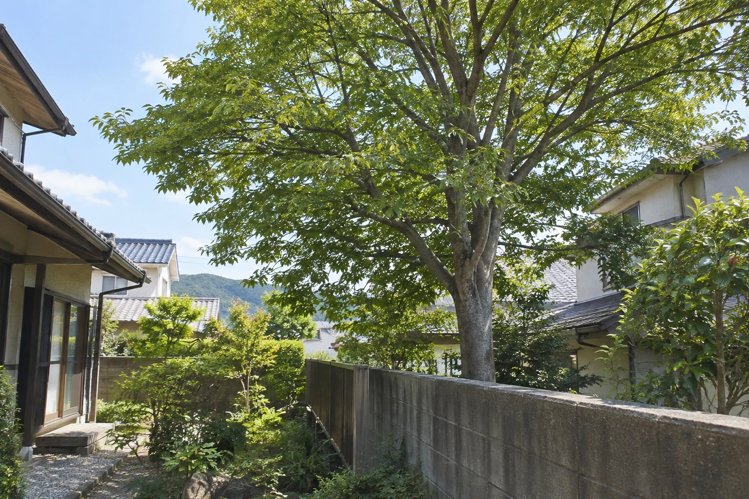 呉市でケヤキが隣にはみ出したらに関連する庭の風景