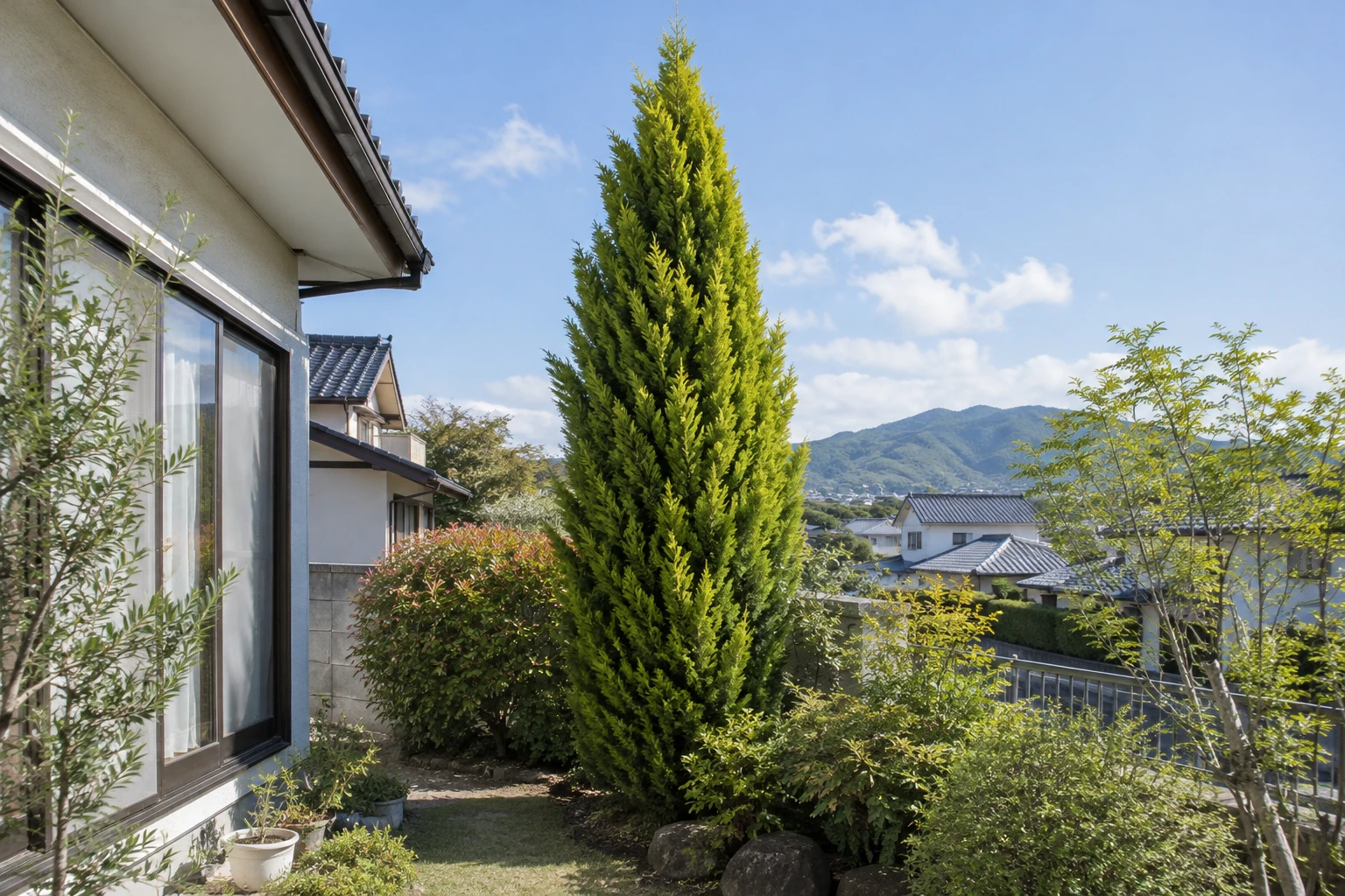 ゴールドクレストの剪定時期と強さはに関連する庭の風景