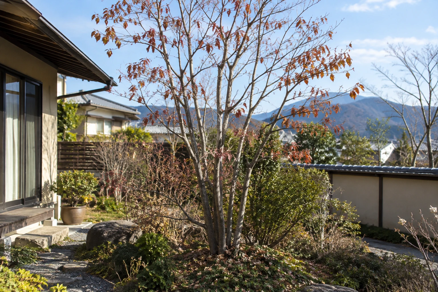 ヤマボウシの剪定はいつに関連する庭の風景