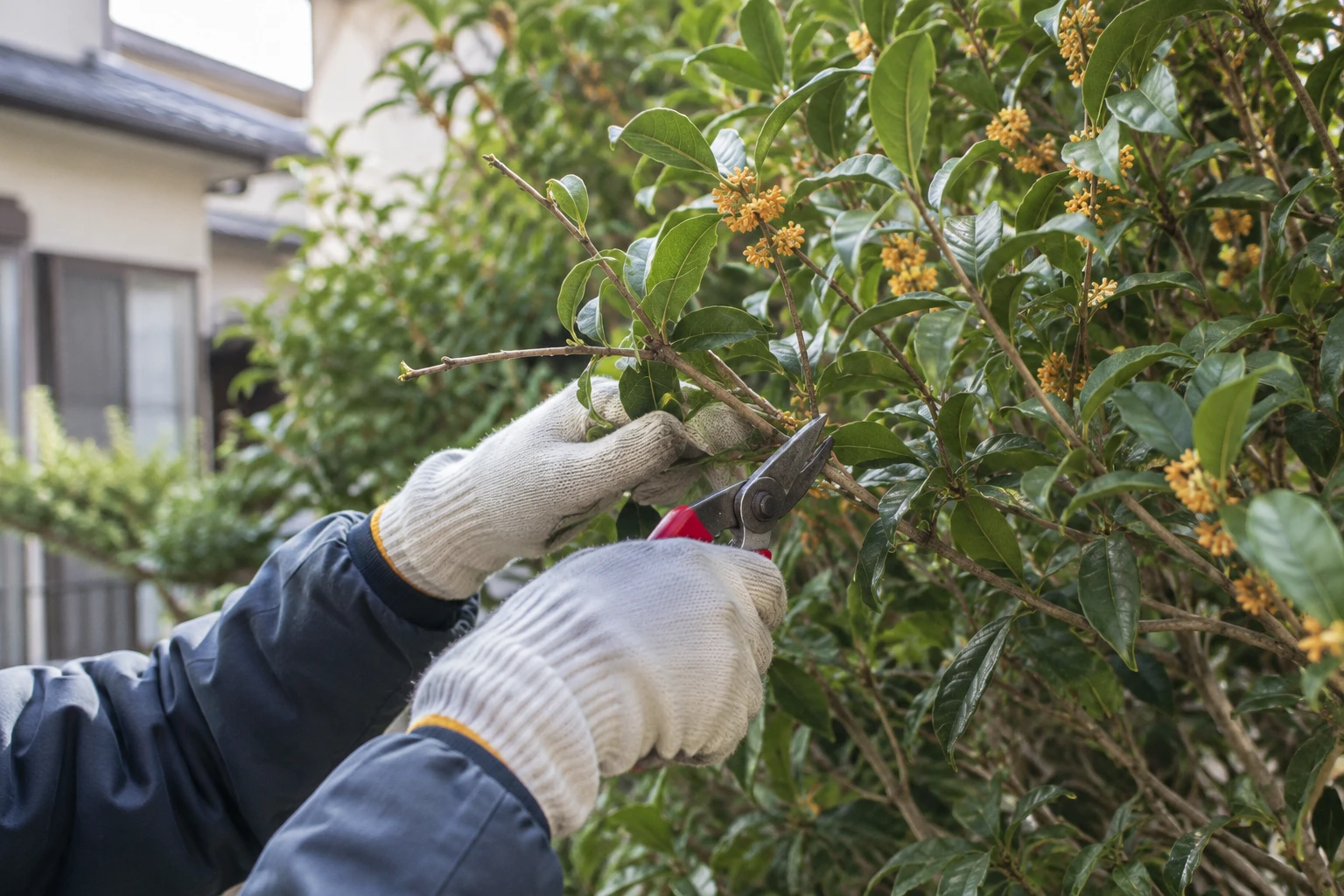 花後は軽く整え、大きな切り戻しは春に検討に関連する庭の細部