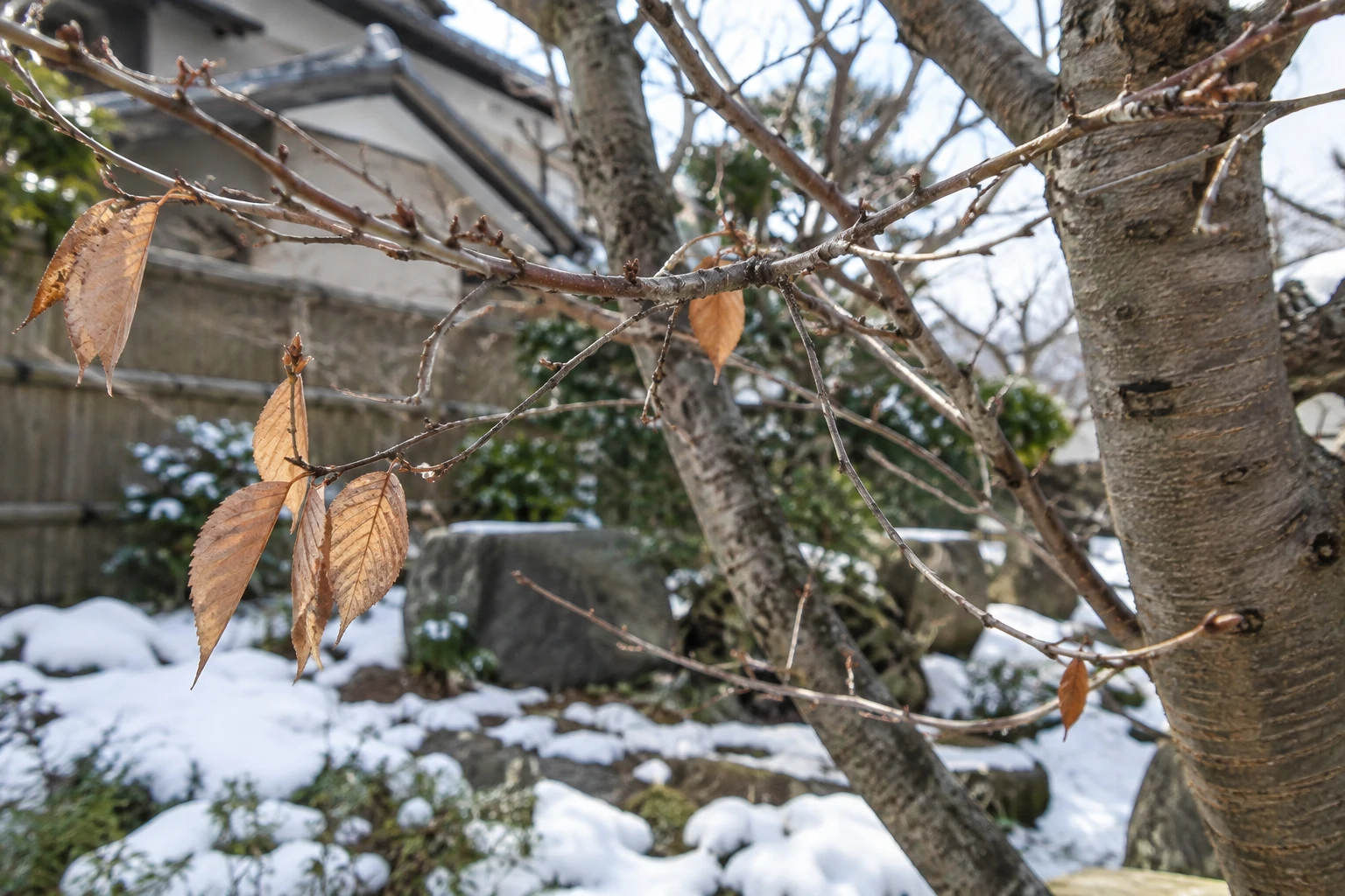 中国地方では県名より庭の落葉と積雪を見るに関連する庭の細部