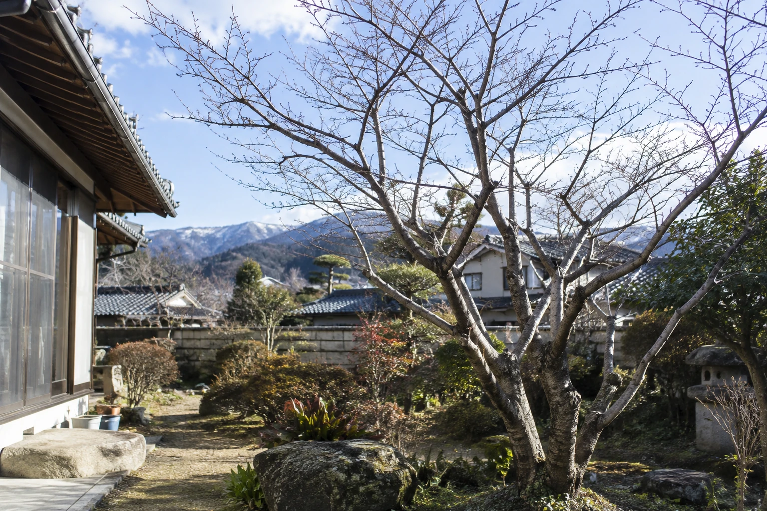サクラの剪定はいつに関連する庭の風景