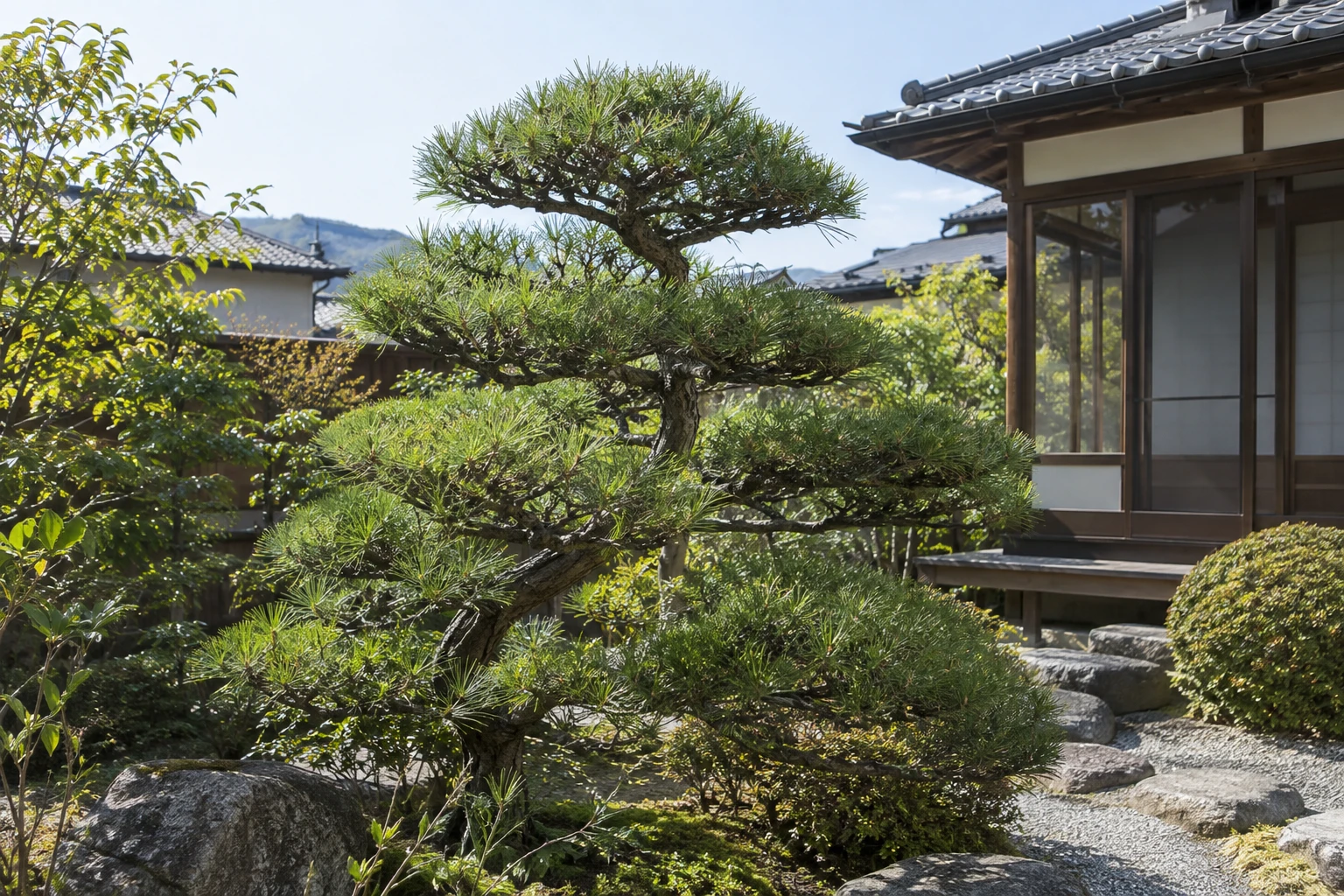 中国地方で松を剪定する時期はいつに関連する庭の風景