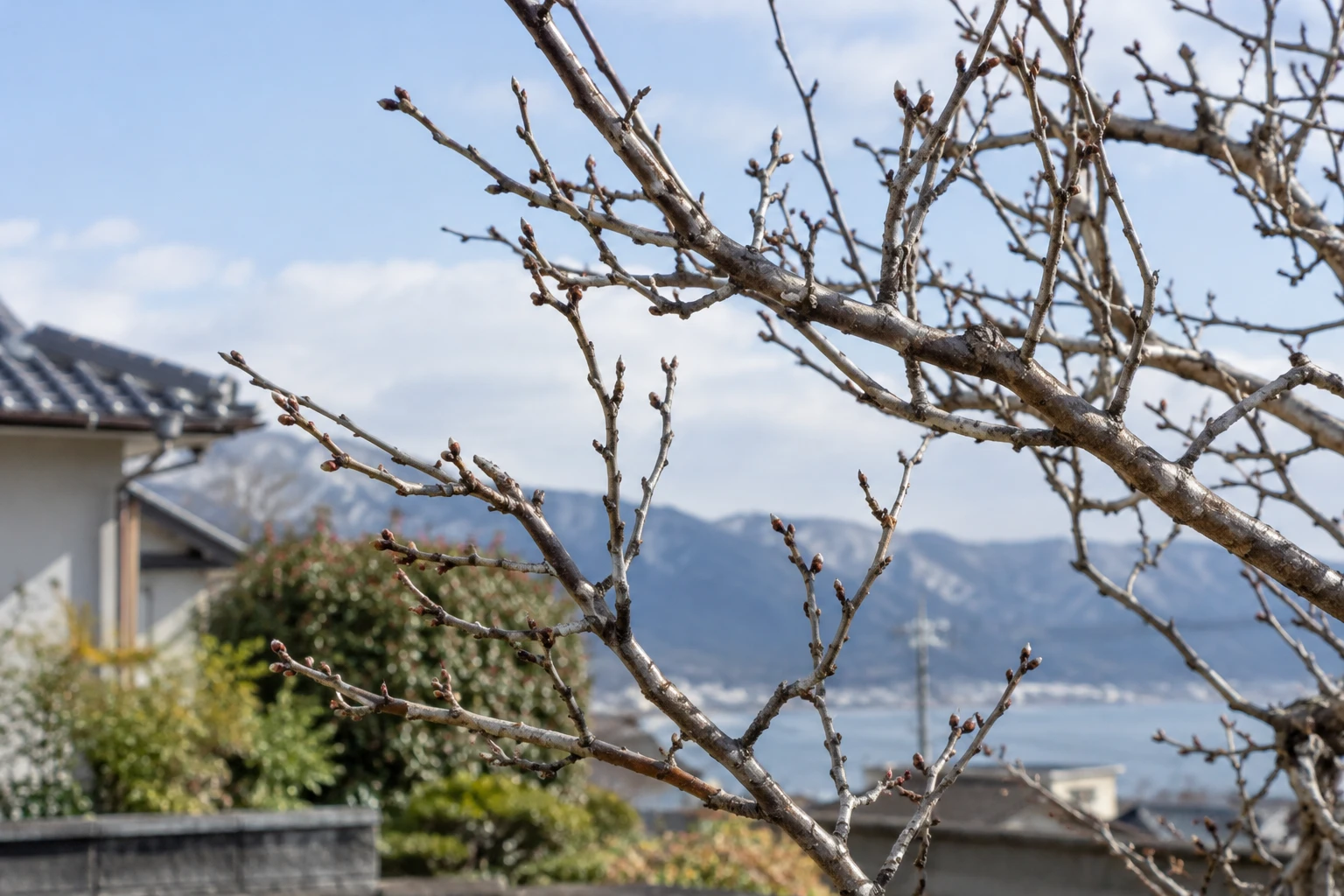 中国地方では沿岸・内陸・山間の寒さを分けて考えるに関連する庭の細部