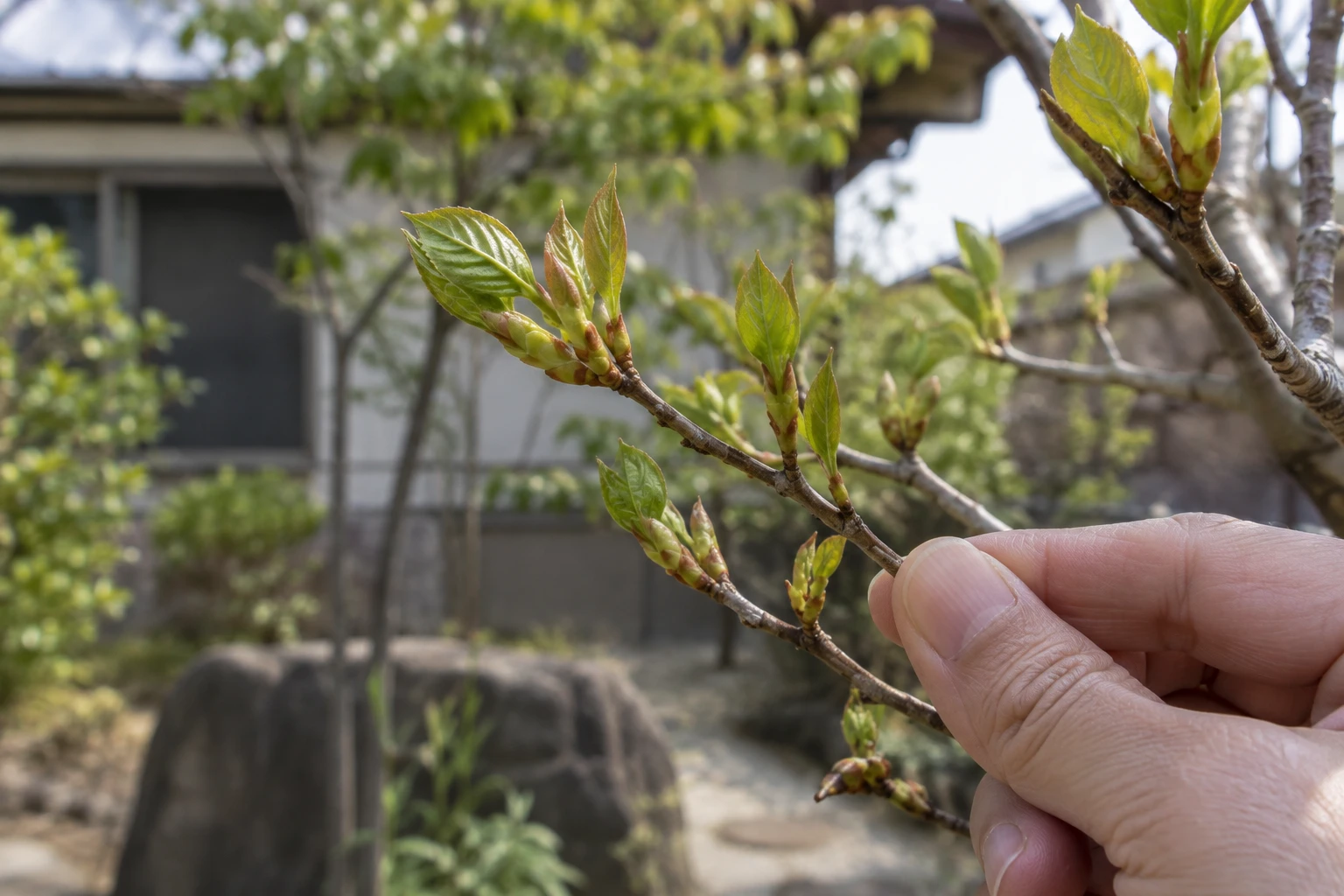 地域名や月だけで決めず、対象の木の芽の動きを見るに関連する庭の細部