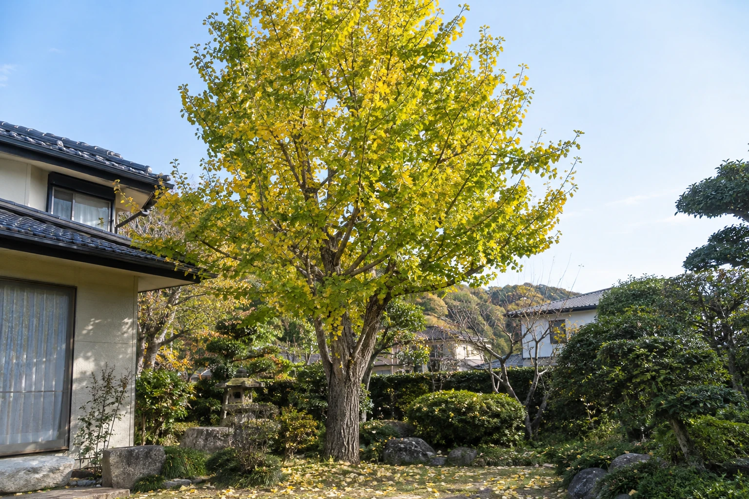 イチョウの伐採はどんな業者に頼むに関連する庭の風景
