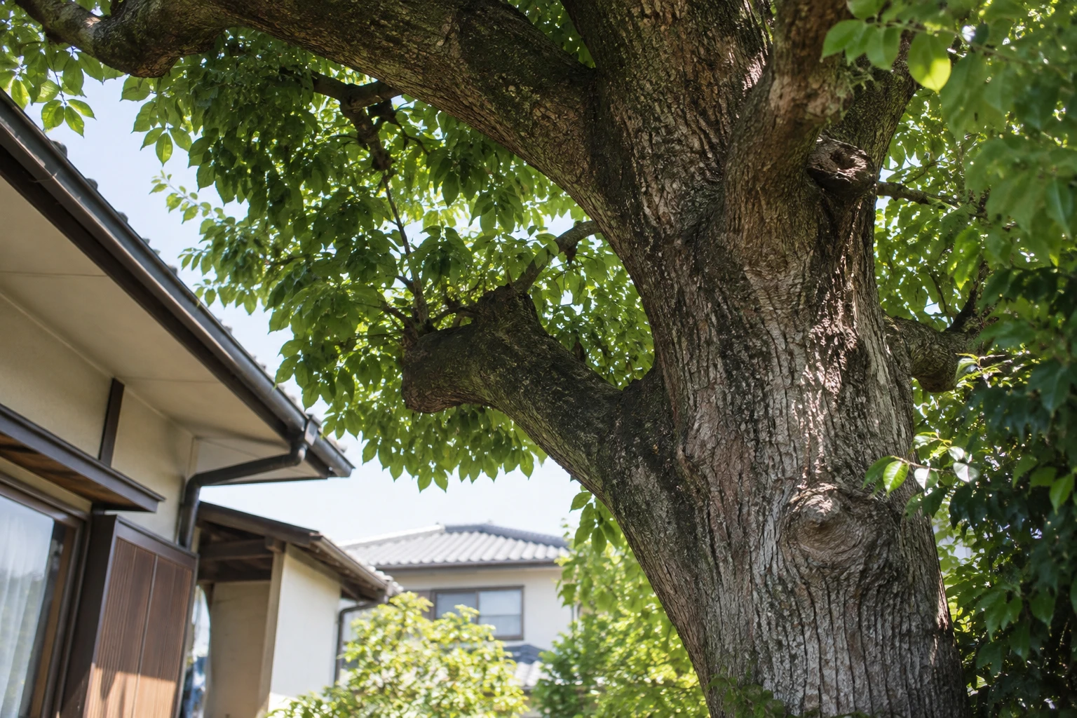 クスノキは大木になりやすく、全体の大きさと周囲を確認するに関連する庭の細部