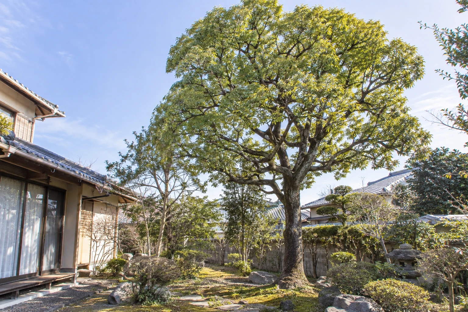 クスノキの剪定値段を考えるにはに関連する庭の風景