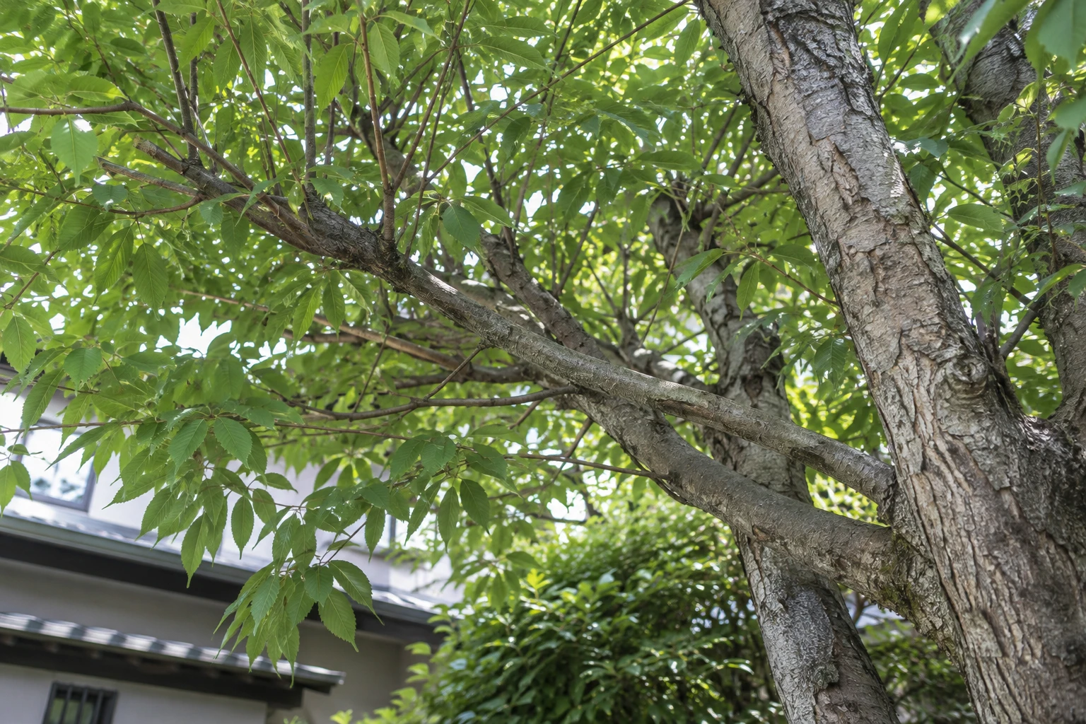 葉・樹皮・枝ぶりからケヤキの特徴と混み具合を確認するに関連する庭の細部