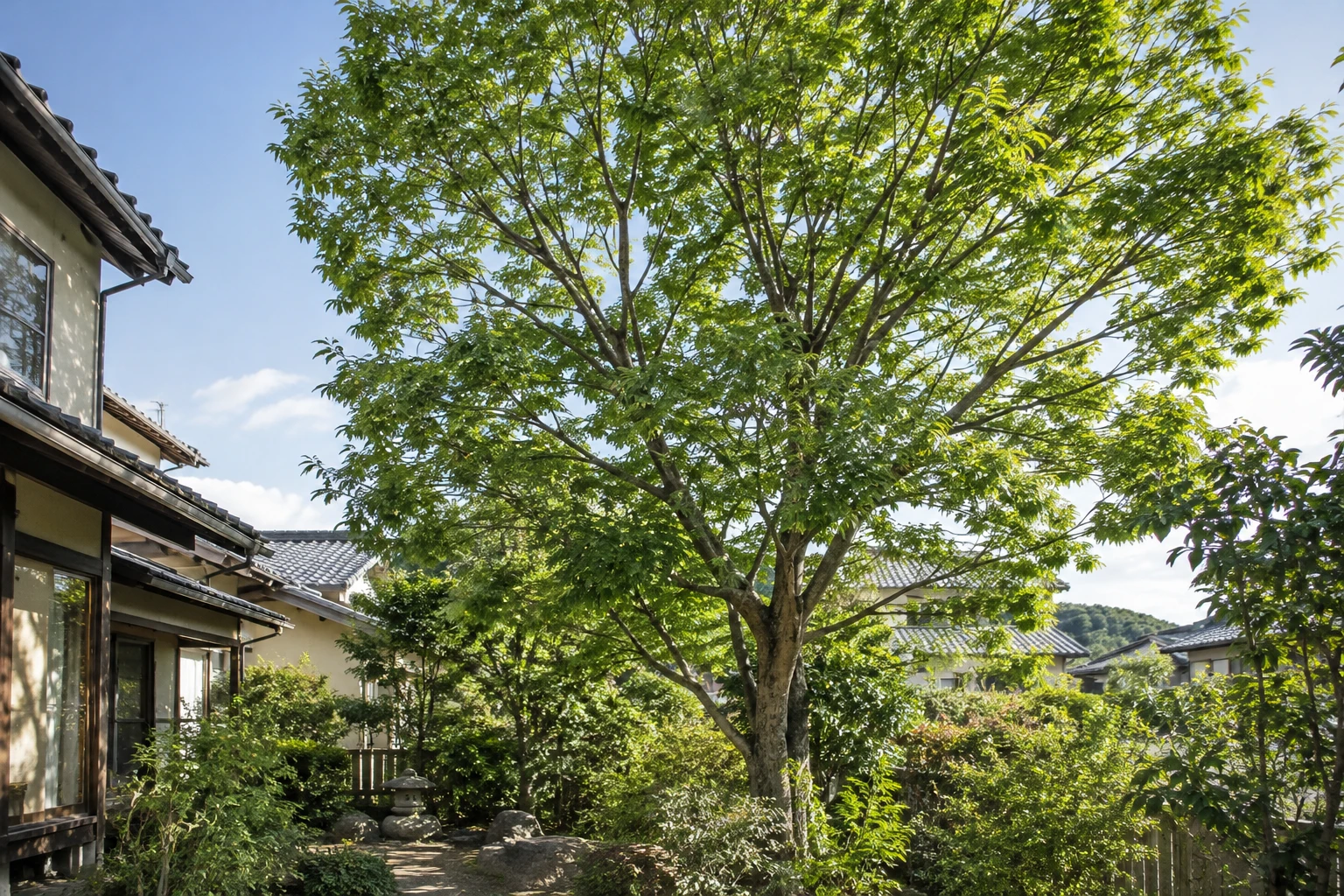 茂りすぎたケヤキの剪定はどうすべきに関連する庭の風景