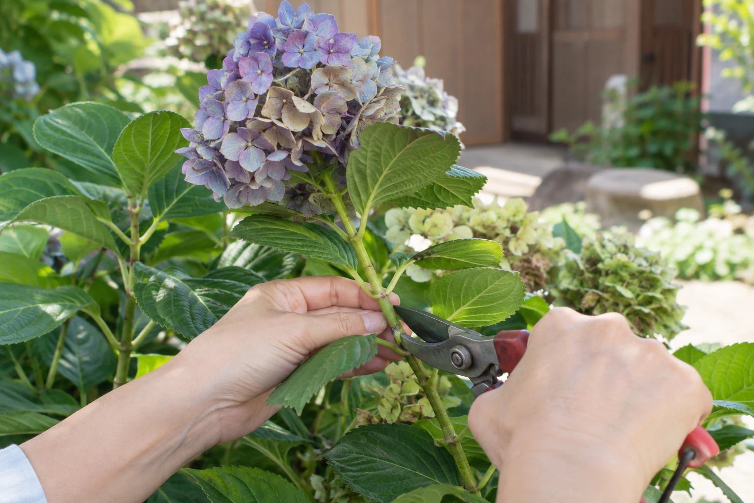翌年の花を残すなら花の下2節ほどで切るに関連する庭の細部