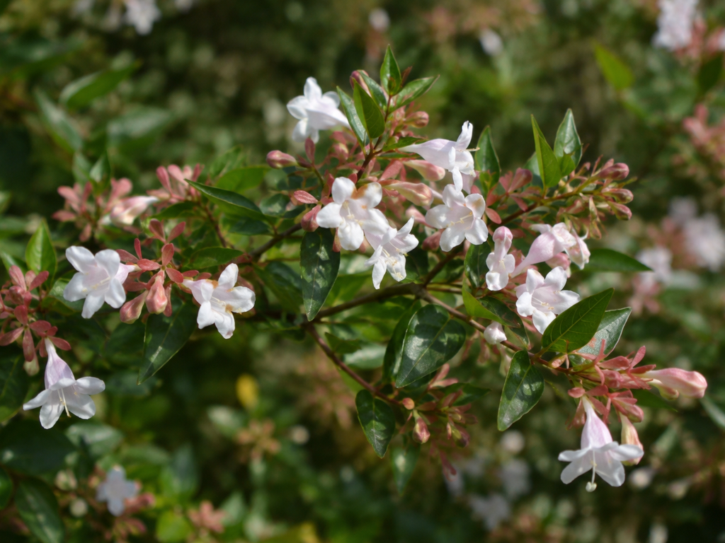 アベリアの花や生殖器官と枝