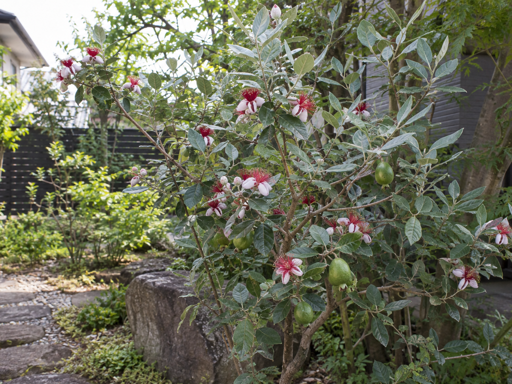 フェイジョアの植栽した姿